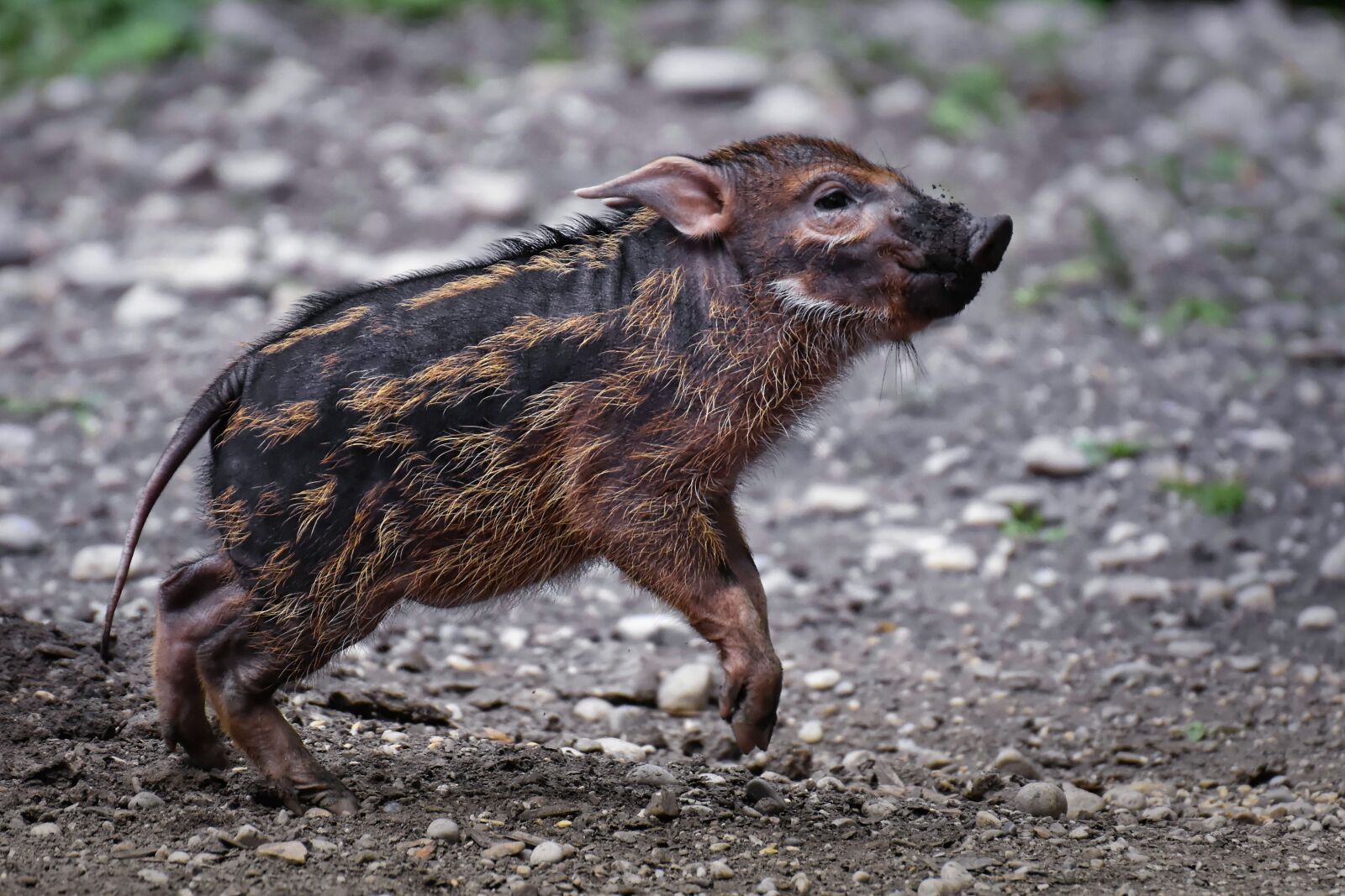 Nikon D7200 sample photo. Brush ear pig, potamochoerus photography