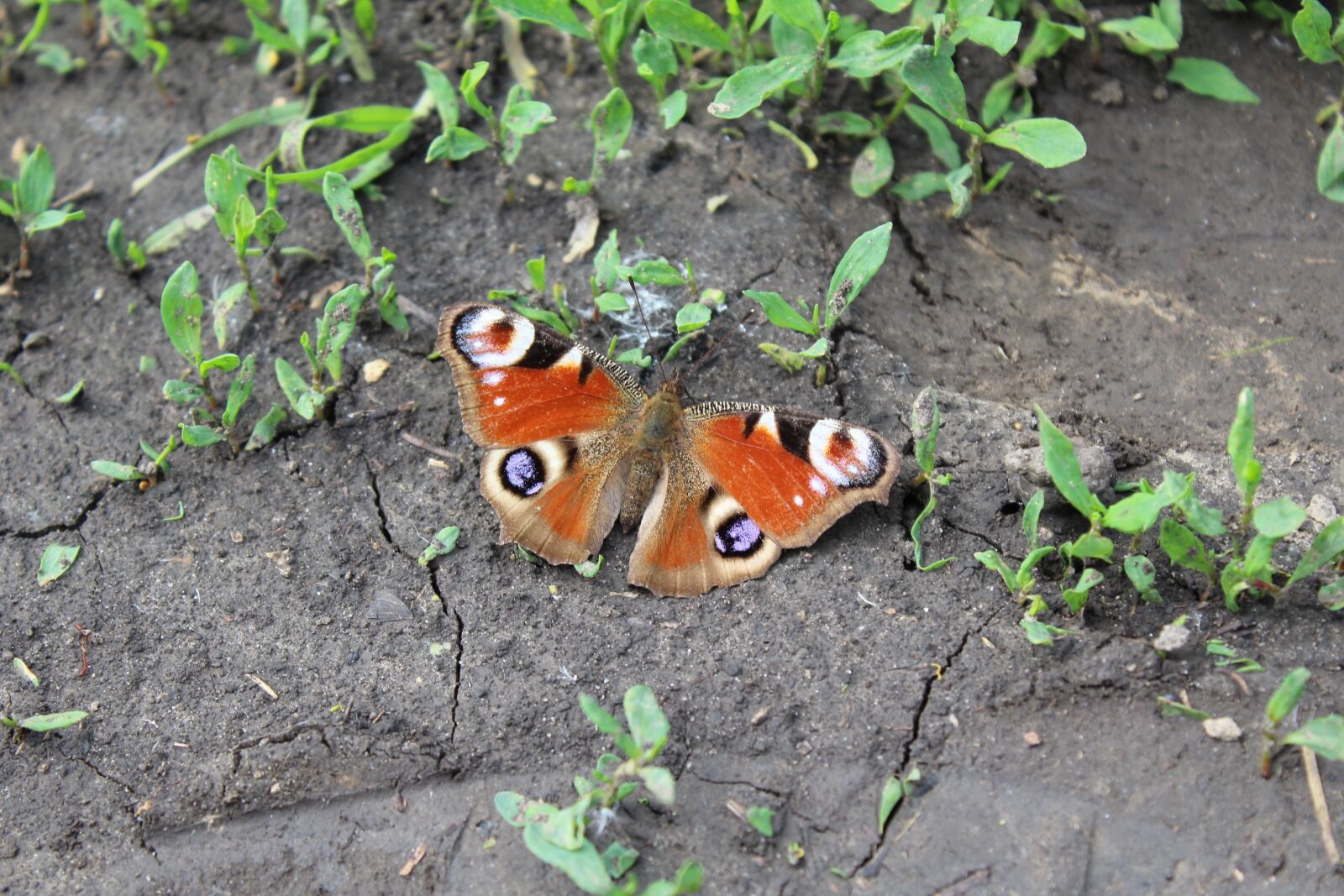 Canon EOS 1200D (EOS Rebel T5 / EOS Kiss X70 / EOS Hi) sample photo. Butterfly, soil, peacock photography