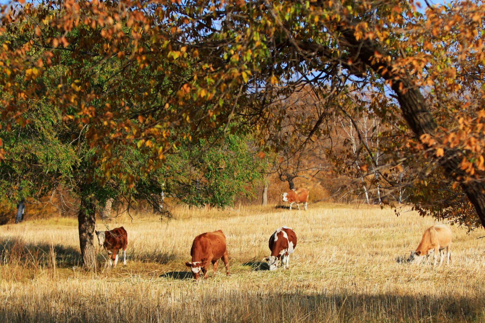 Canon EOS 70D + Canon EF 70-200mm F2.8L IS USM sample photo. Autumn, the scenery, tree photography