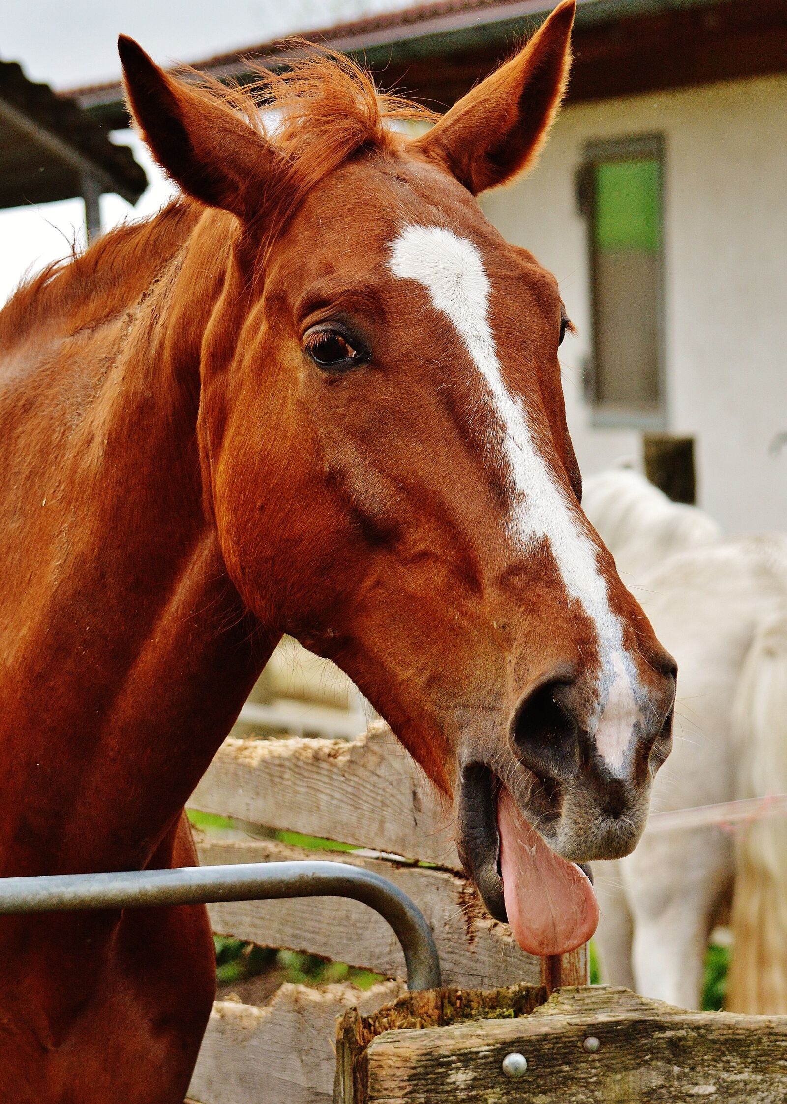 Nikon D3200 sample photo. Horse, funny, tongue photography
