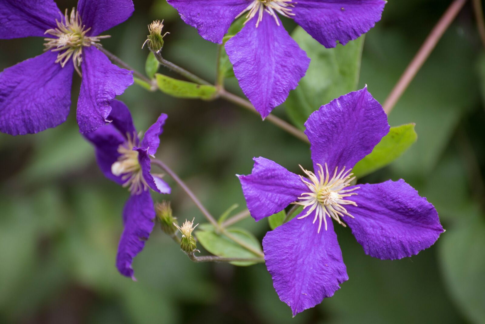 Canon EOS 6D Mark II sample photo. Clematis, flowers, creeper photography