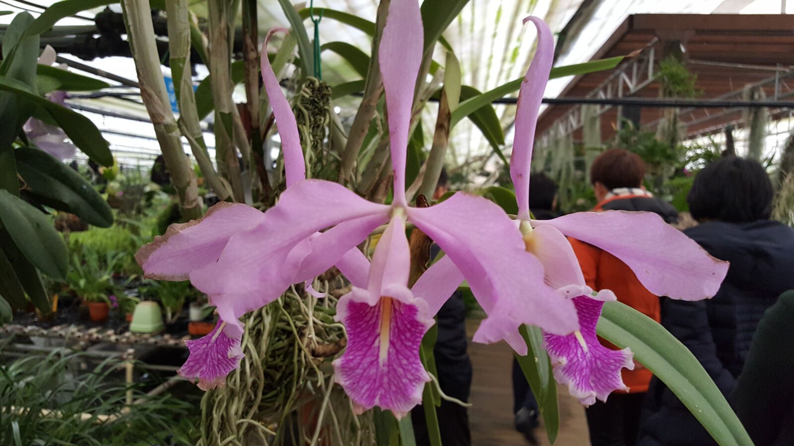 Samsung Galaxy Note5 sample photo. Flowers, nature, plants photography