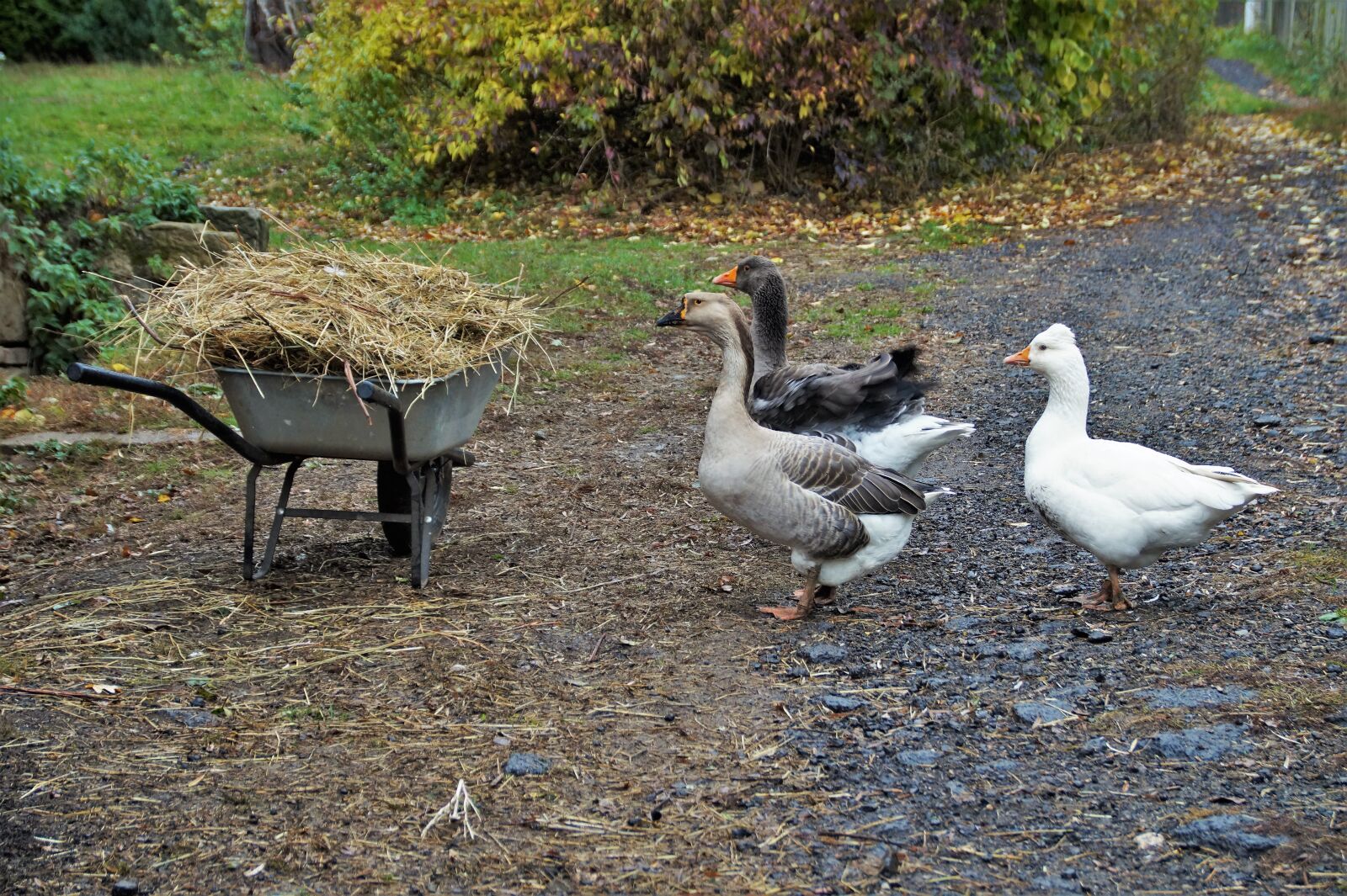 Sony SLT-A58 sample photo. Goose, home, poultry photography