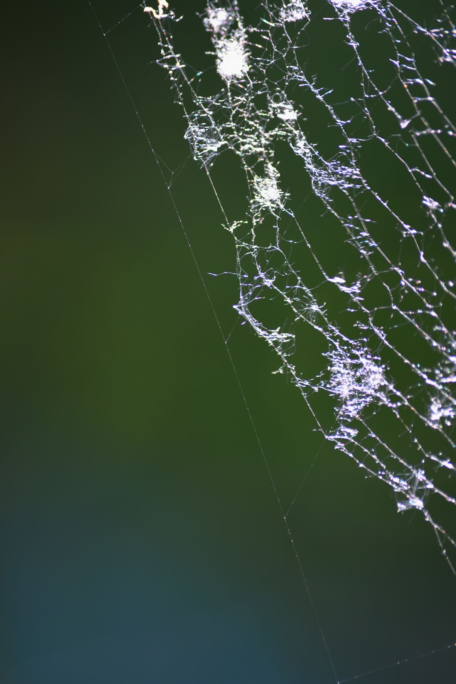 Nikon D5200 sample photo. Spider web, light, sun photography