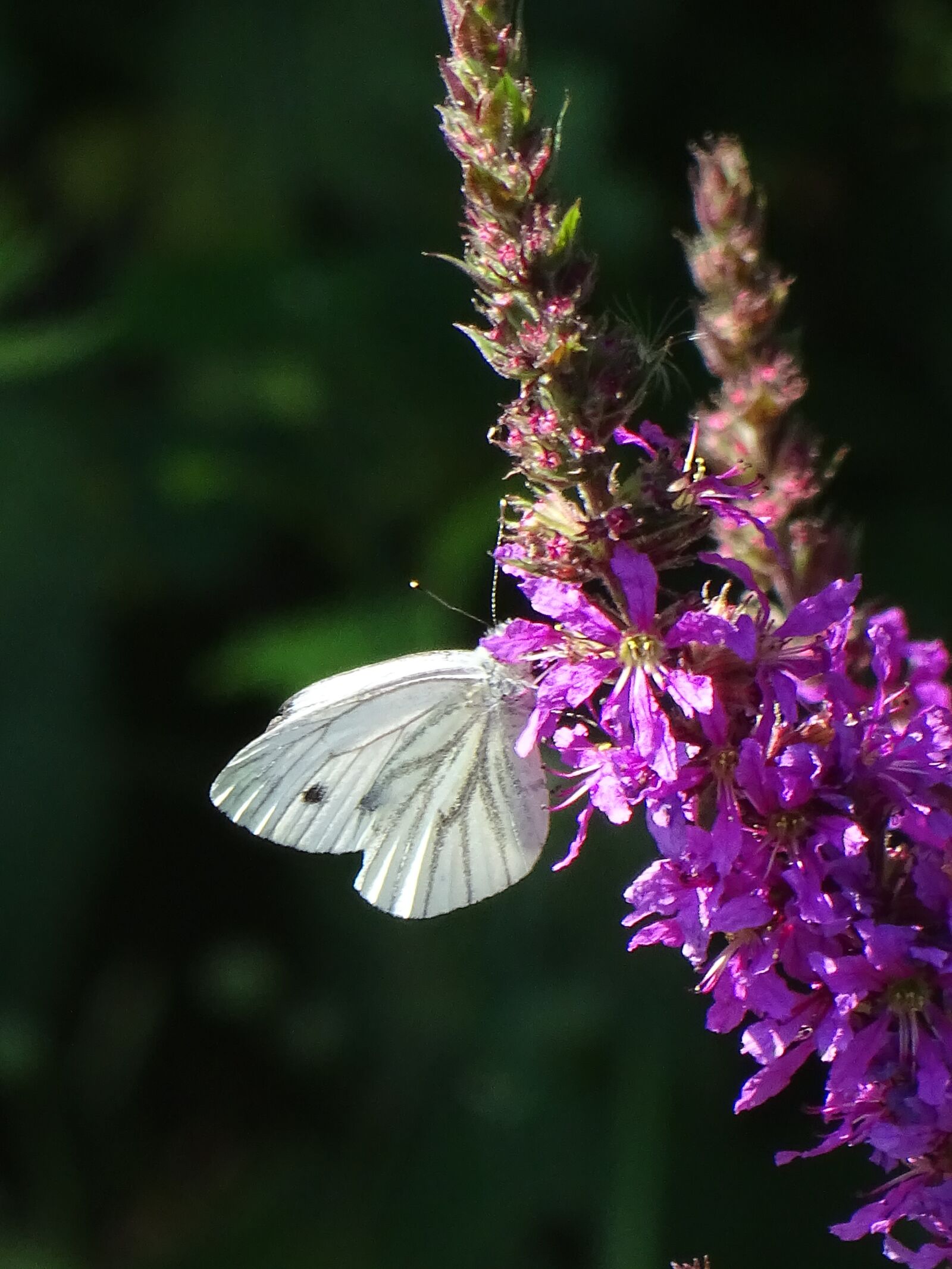 Sony Cyber-shot DSC-HX400V sample photo. Butterfly, nature, insect photography