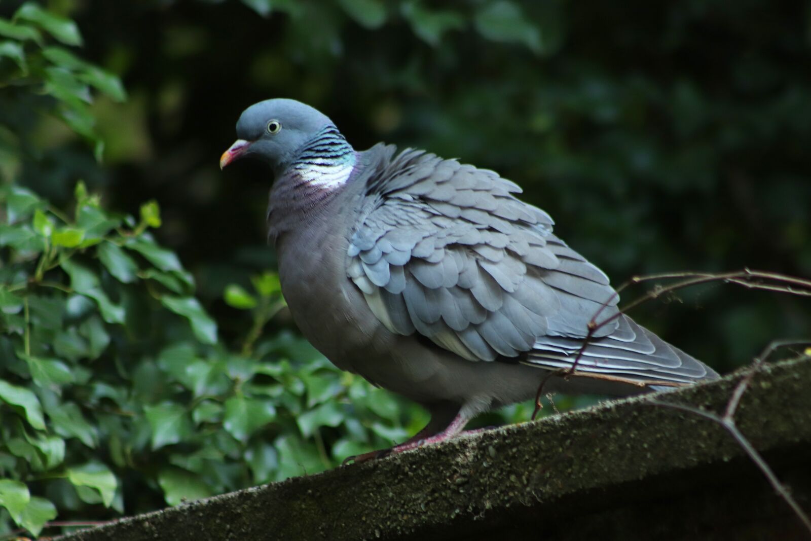 Canon EOS 800D (EOS Rebel T7i / EOS Kiss X9i) sample photo. Wild pigeon, dove, bird photography