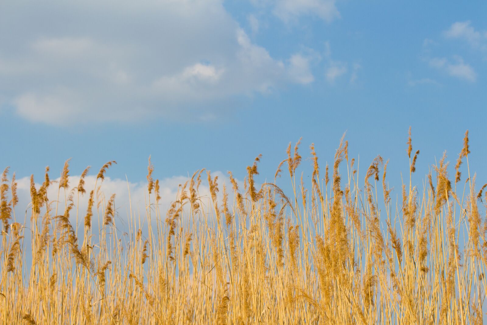 Canon EF-S 60mm F2.8 Macro USM sample photo. Reed, cloud, sky photography