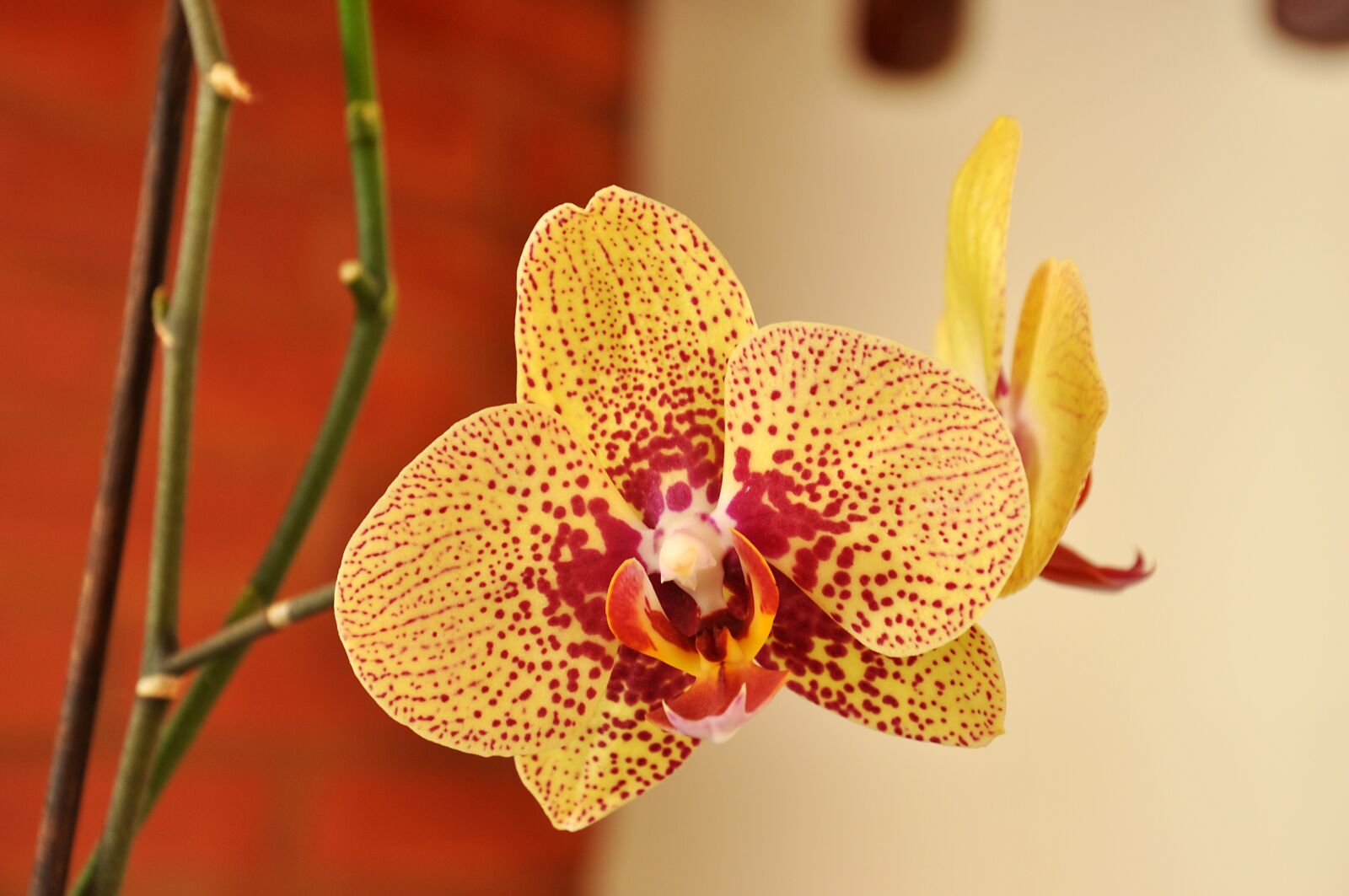 Nikon D90 sample photo. Orchid, spring, flower photography