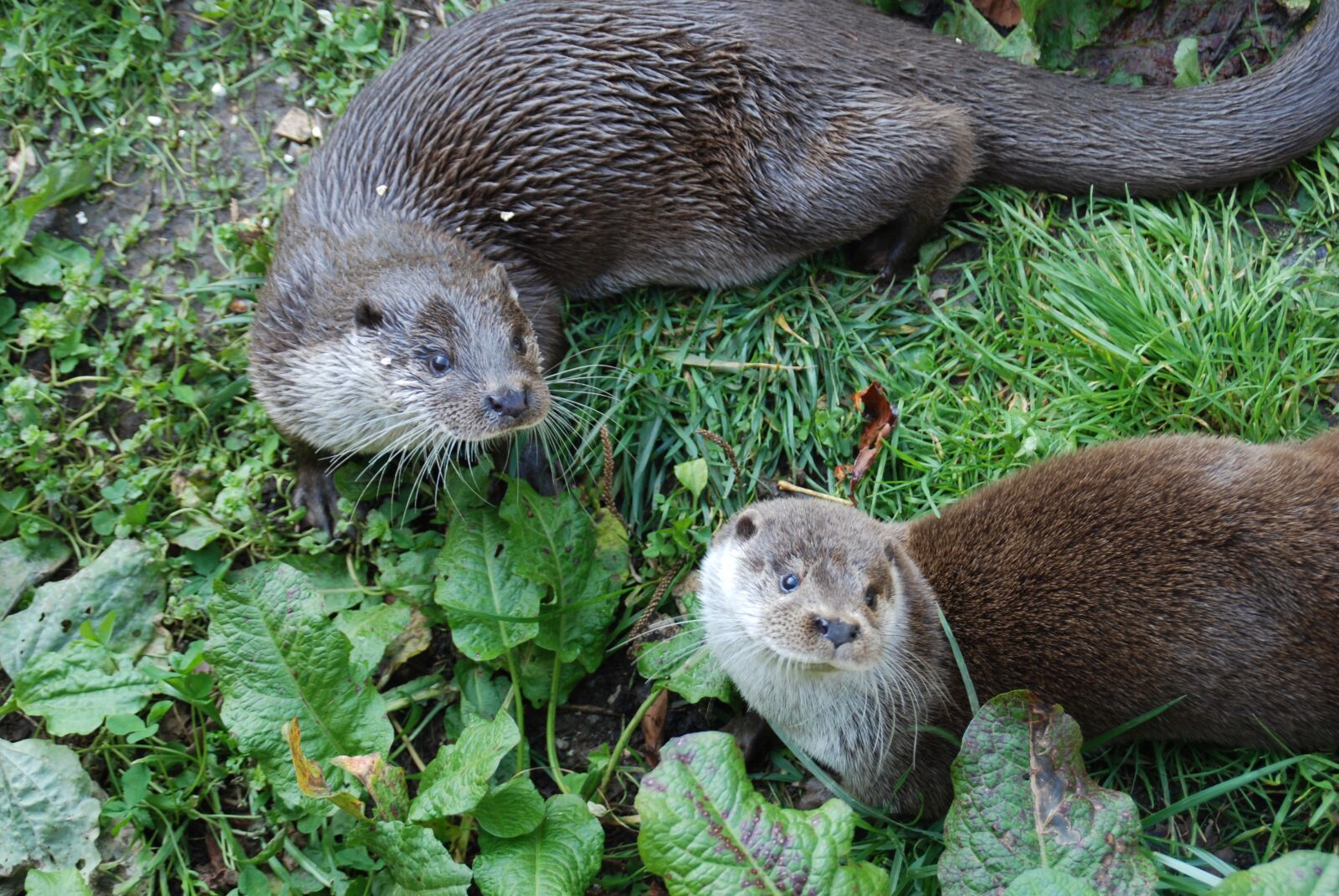 Nikon D80 sample photo. Animal park, otters, animals photography