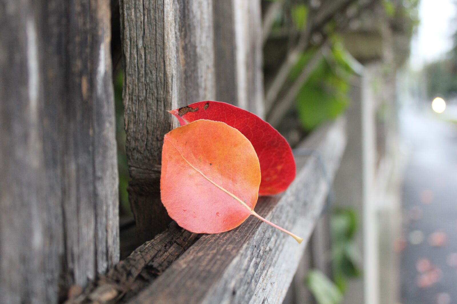 Canon EOS 550D (EOS Rebel T2i / EOS Kiss X4) sample photo. Autumn, leaves, autumn leaves photography