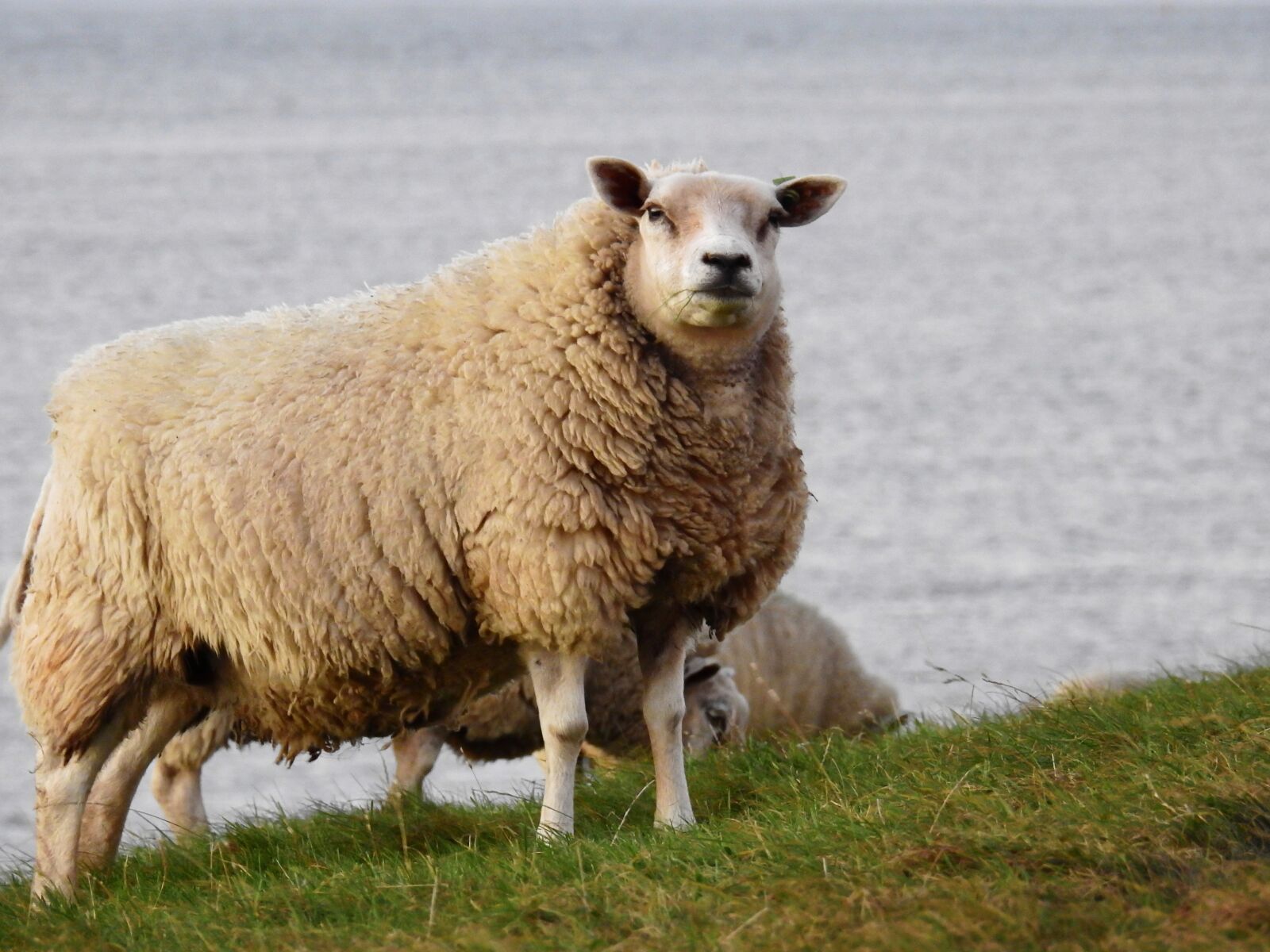 Nikon Coolpix P900 sample photo. Sheep, animal, nature photography