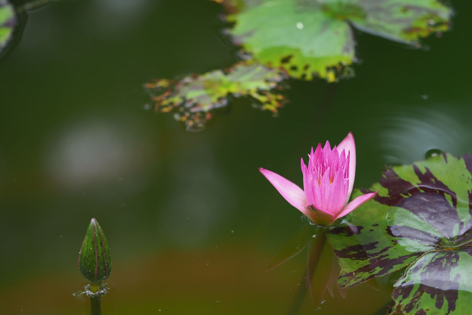 Olympus OM-D E-M1 Mark II + Olympus M.Zuiko Digital ED 40-150mm F2.8 Pro sample photo. Flowers, lotus, nature photography