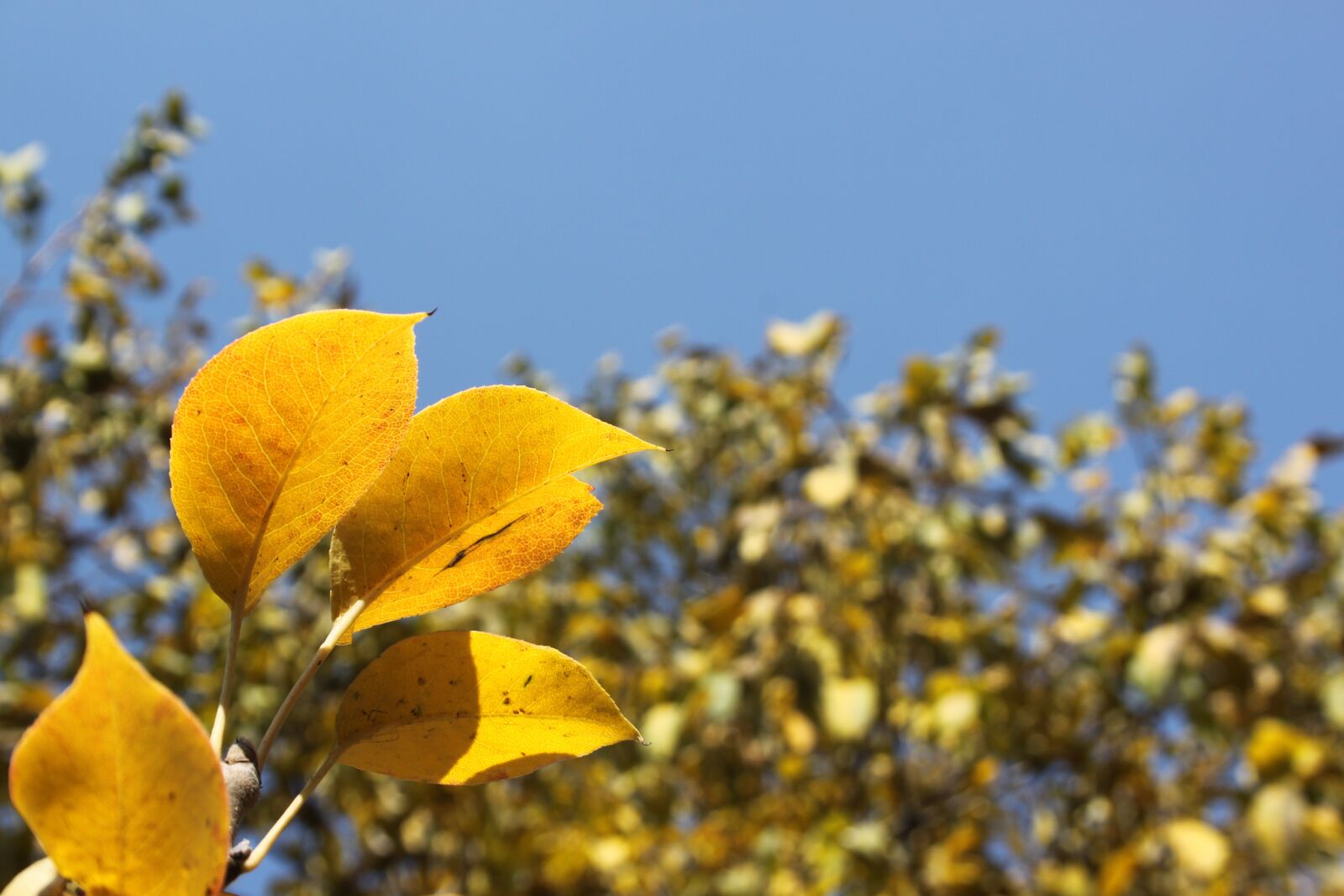 Canon EOS 500D (EOS Rebel T1i / EOS Kiss X3) sample photo. Autumn, leaves, golden autumn photography