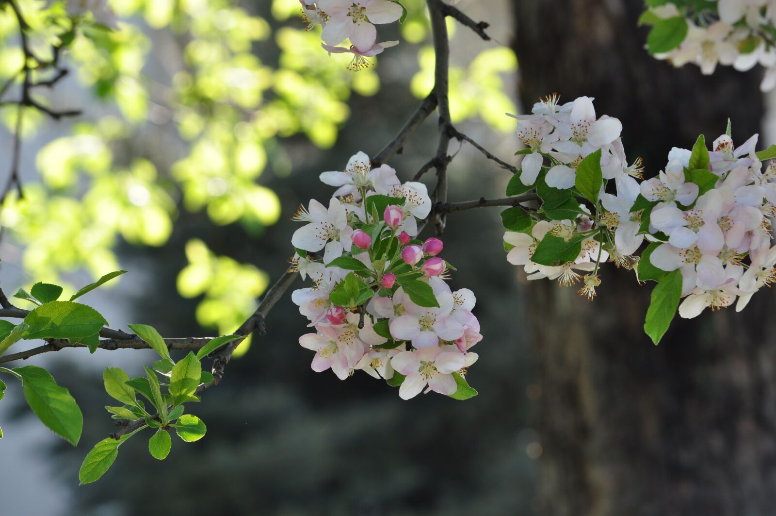 Nikon D5000 sample photo. Spring, alma-ata, apple tree photography