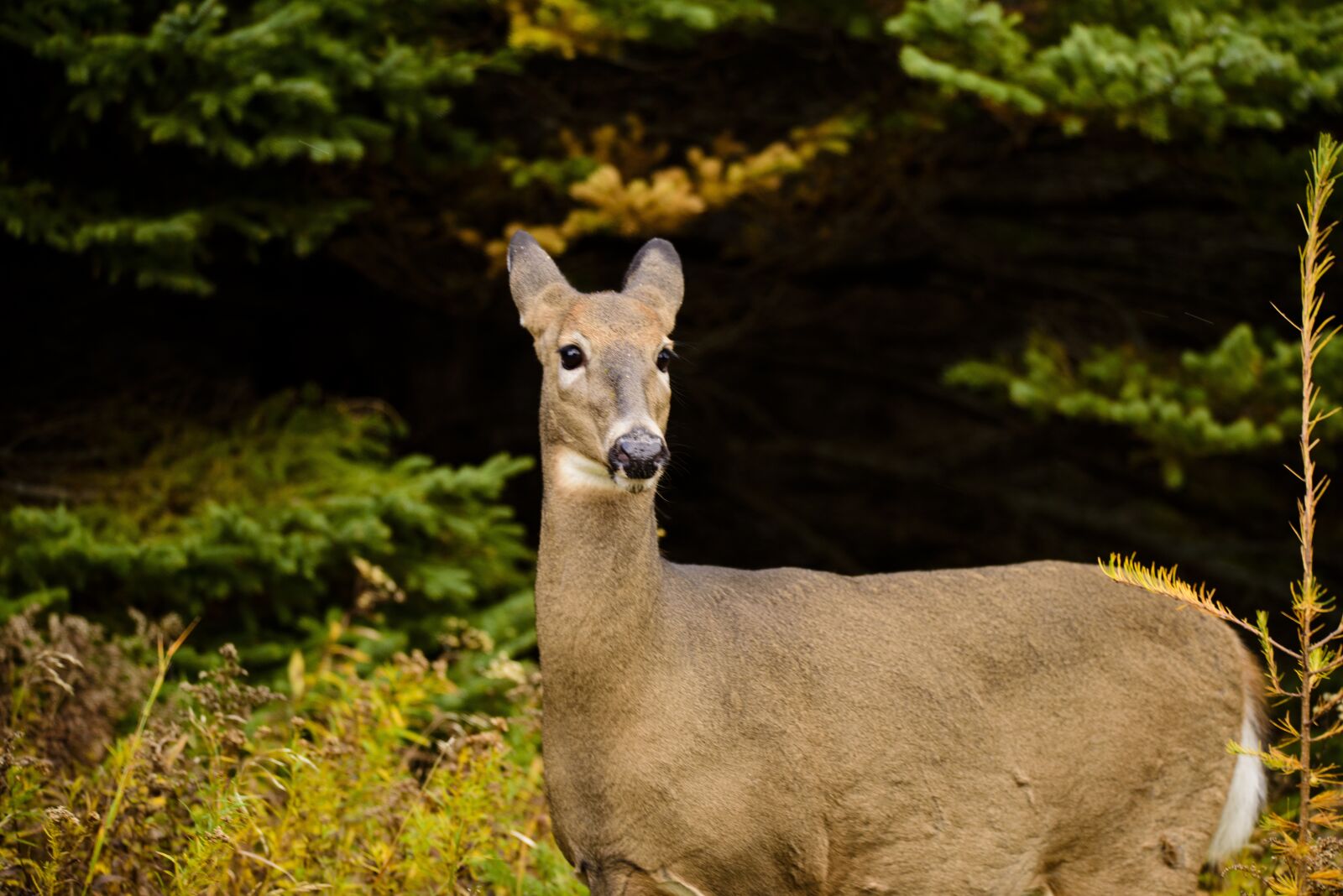 Nikon D810 sample photo. Deer, nature, animal photography