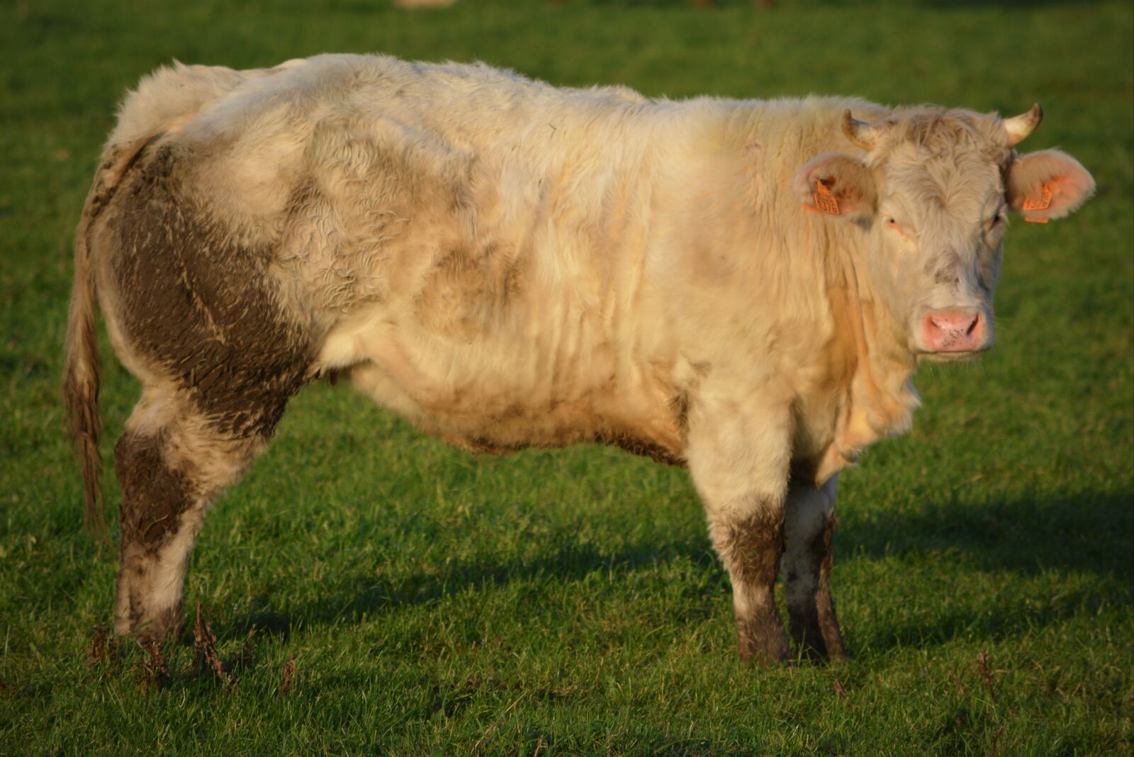 Nikon D5200 sample photo. Cow, beef, animal photography