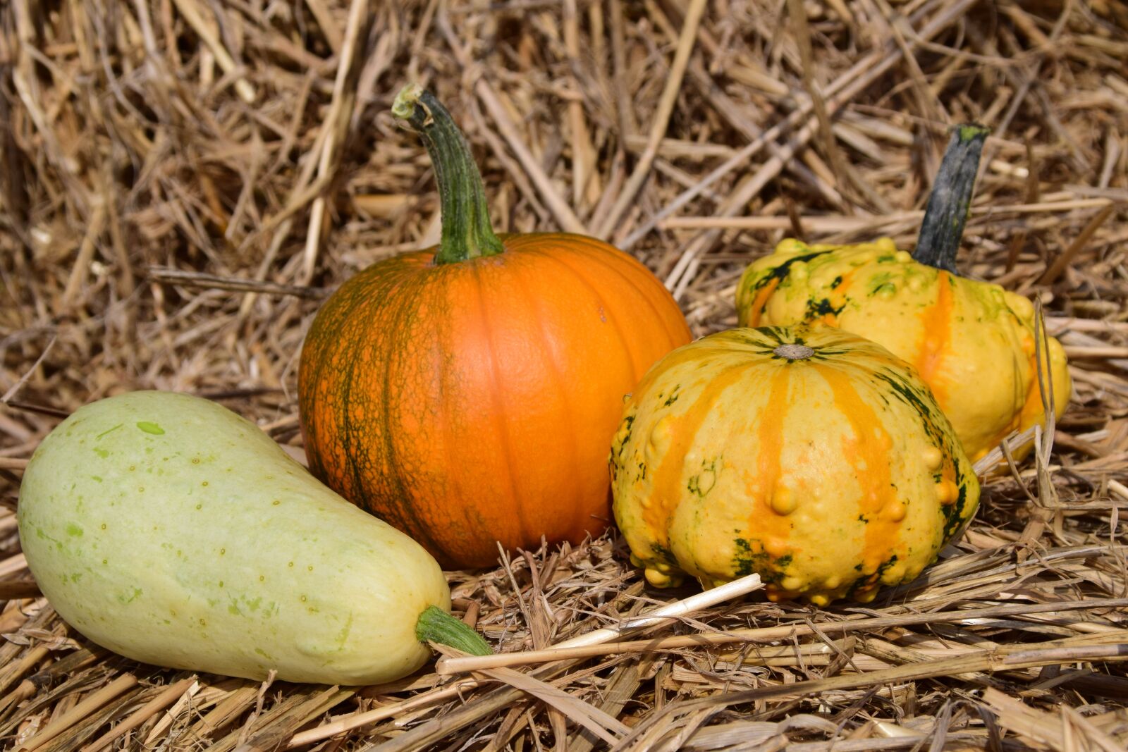 Nikon D3300 sample photo. Pumpkin, straw, autumn photography