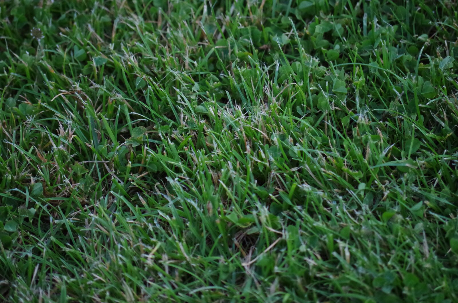 Pentax K-500 sample photo. Mow, grass, football photography
