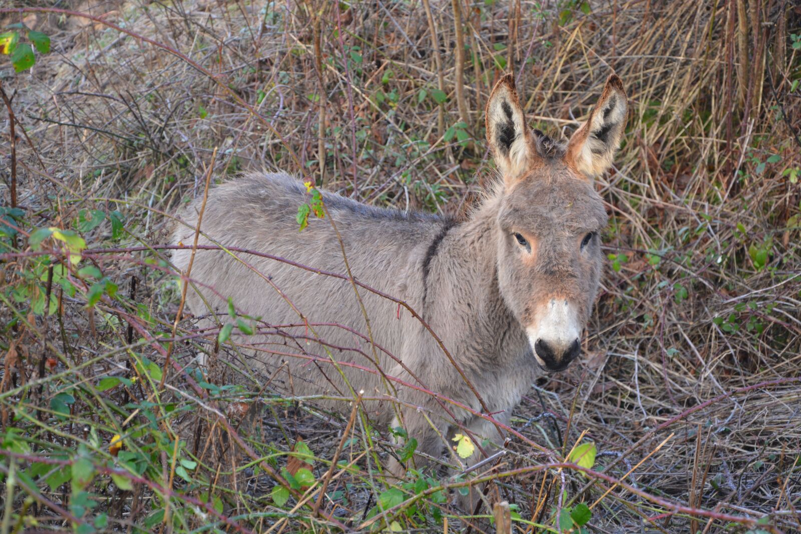 Nikon D5200 sample photo. Donkey, equines, pre photography