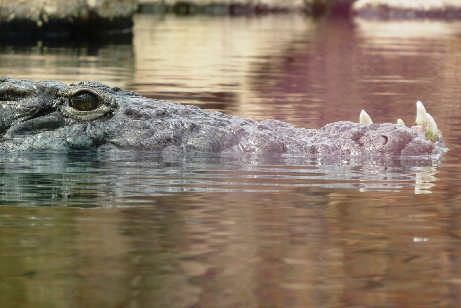 Panasonic Lumix DC-ZS70 (Lumix DC-TZ90) sample photo. Crocodile, predator, zoo photography