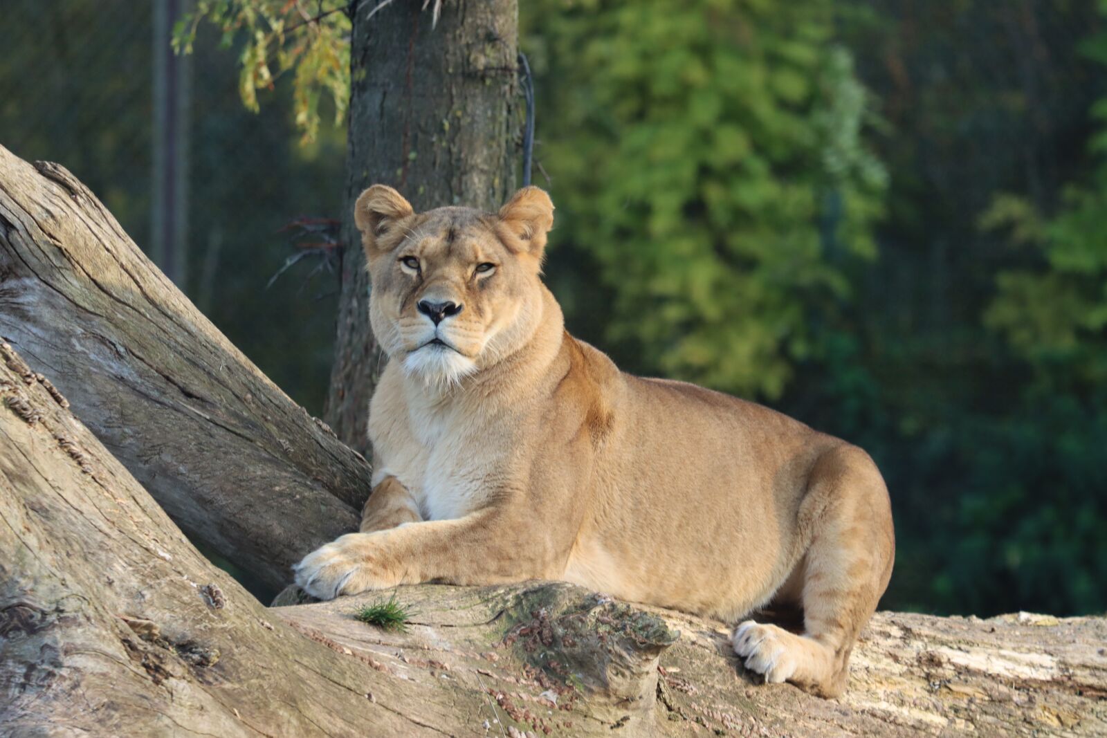 Canon EOS 90D sample photo. Lioness, animal, feline photography