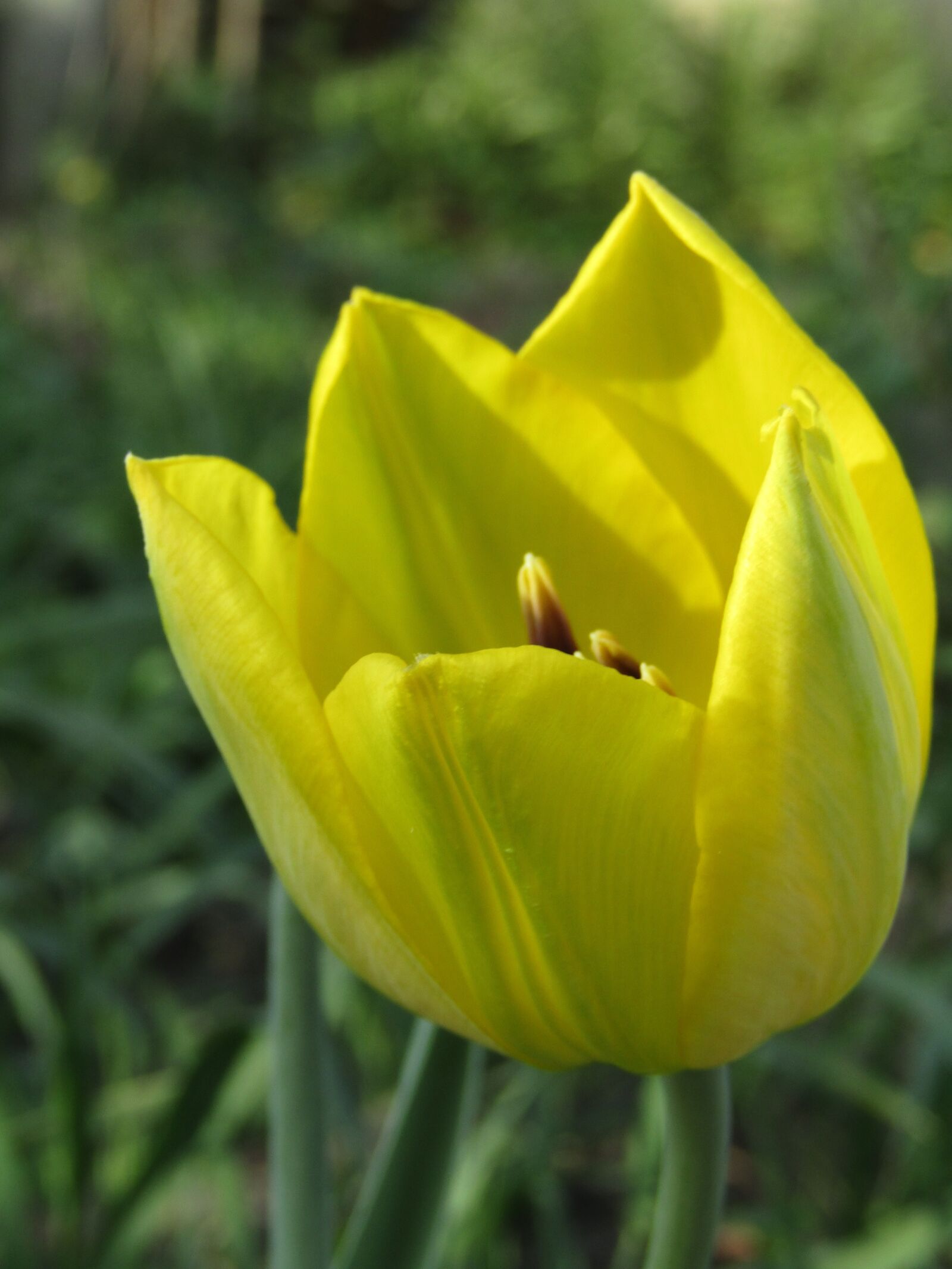 Canon PowerShot SX420 IS sample photo. Tulip, yellow, spring photography