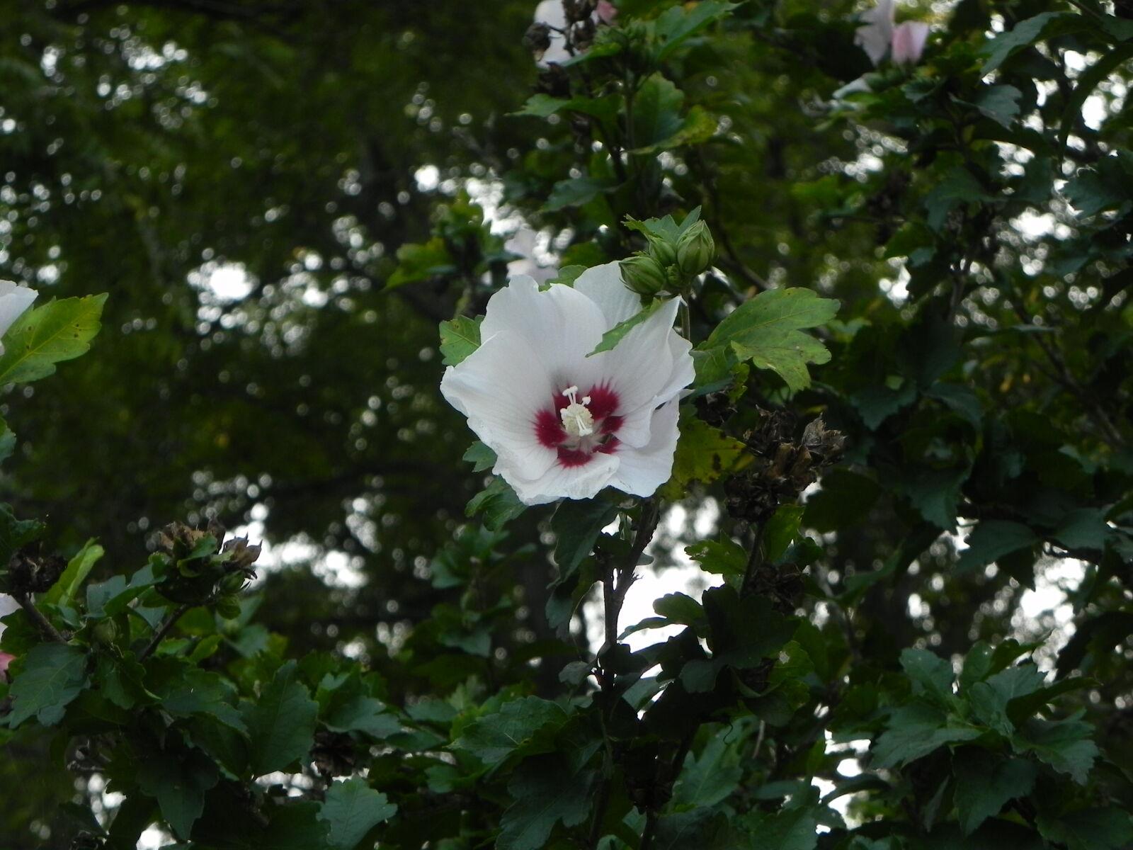 Nikon Coolpix P100 sample photo. Rose of sharon hibiscus photography