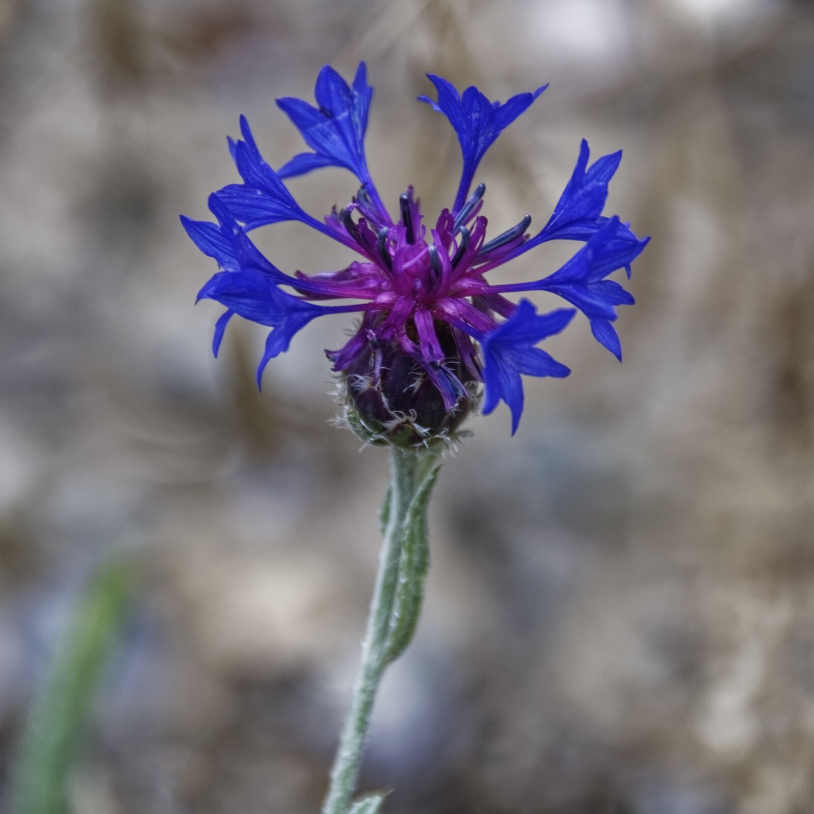 Nikon D500 sample photo. Flower, blossom, bloom photography