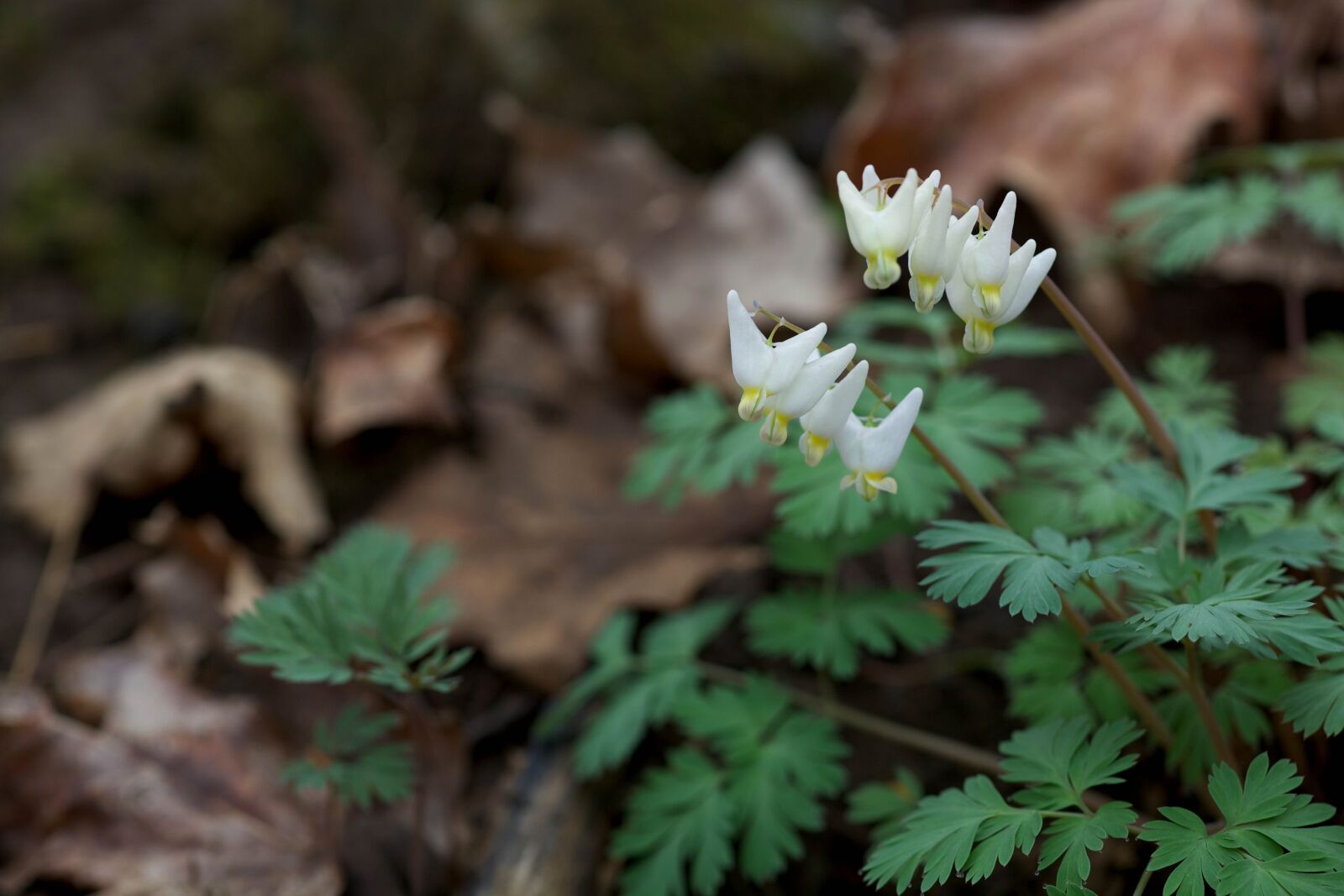 Canon EOS 5D Mark II sample photo. Dicentra, cucullaria, dutchman, breeches photography