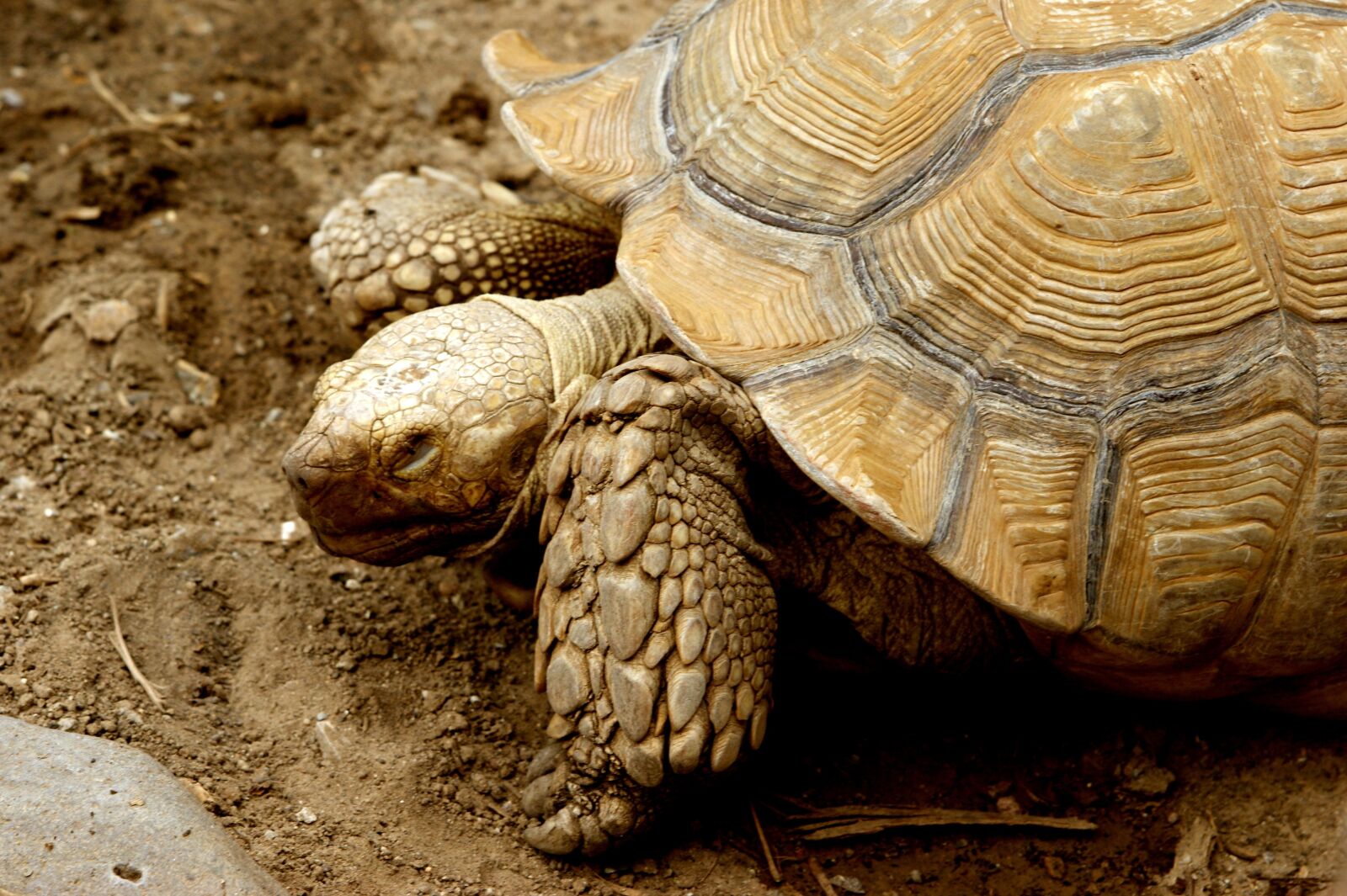 Sony Alpha DSLR-A350 sample photo. Tortoise, reptiles, exoskeleton photography