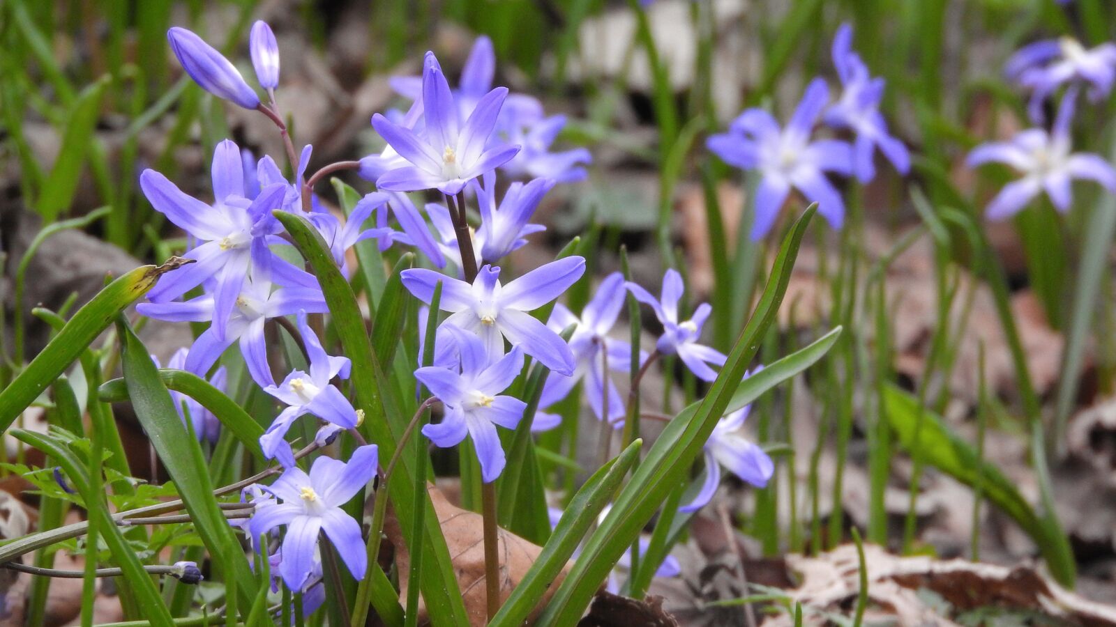 Nikon Coolpix P610 sample photo. Scilla luciliae, chionodoxa luciliae photography