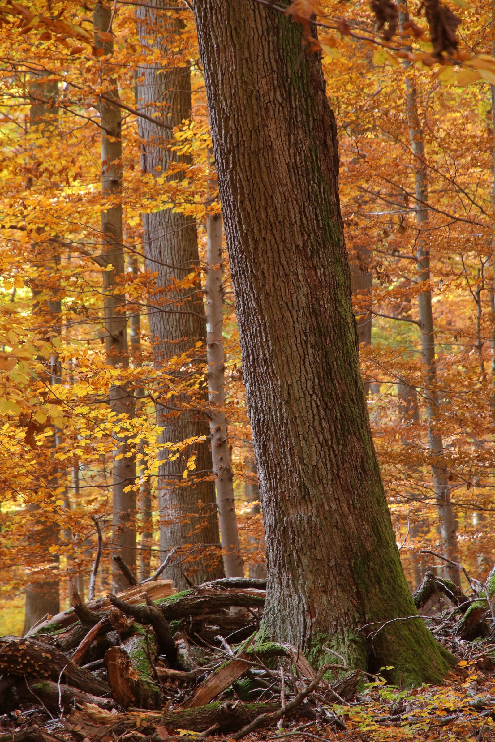 Canon EOS 50D sample photo. Forest, autumn, foliage photography