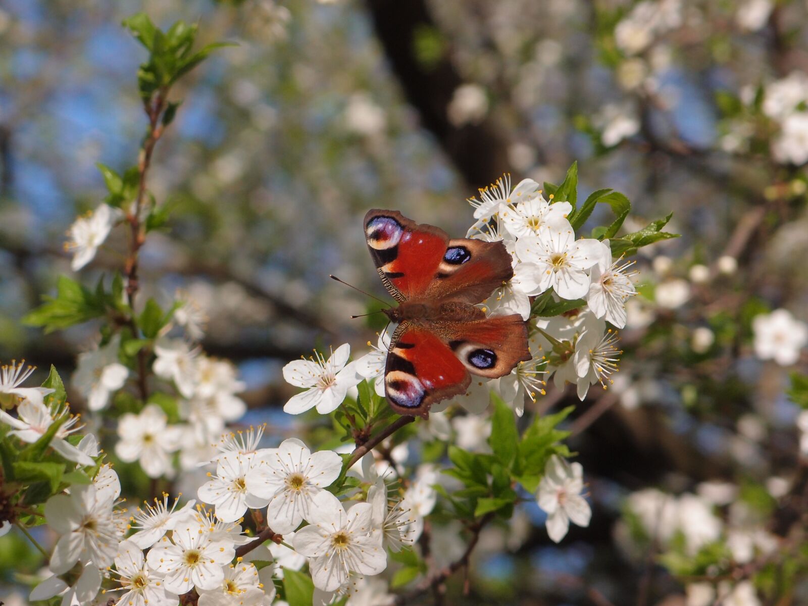 Olympus XZ-1 sample photo. Flowers, tree, flowering tree photography