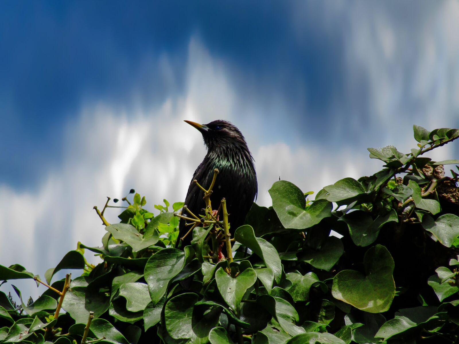Canon PowerShot SX410 IS sample photo. Blackbird, bird, nice photography
