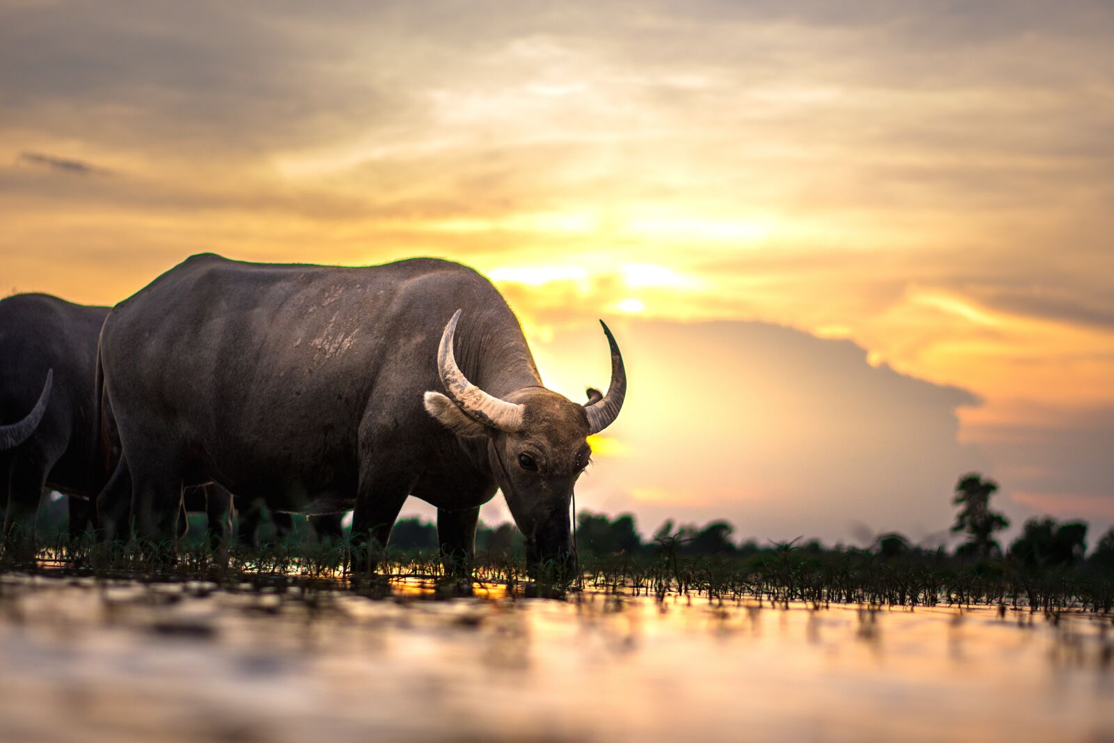 Nikon D7200 sample photo. Buffalo, outside of the photography
