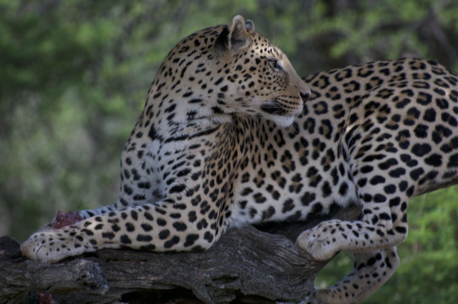 Nikon D300 sample photo. Leopard, namibia, africa photography