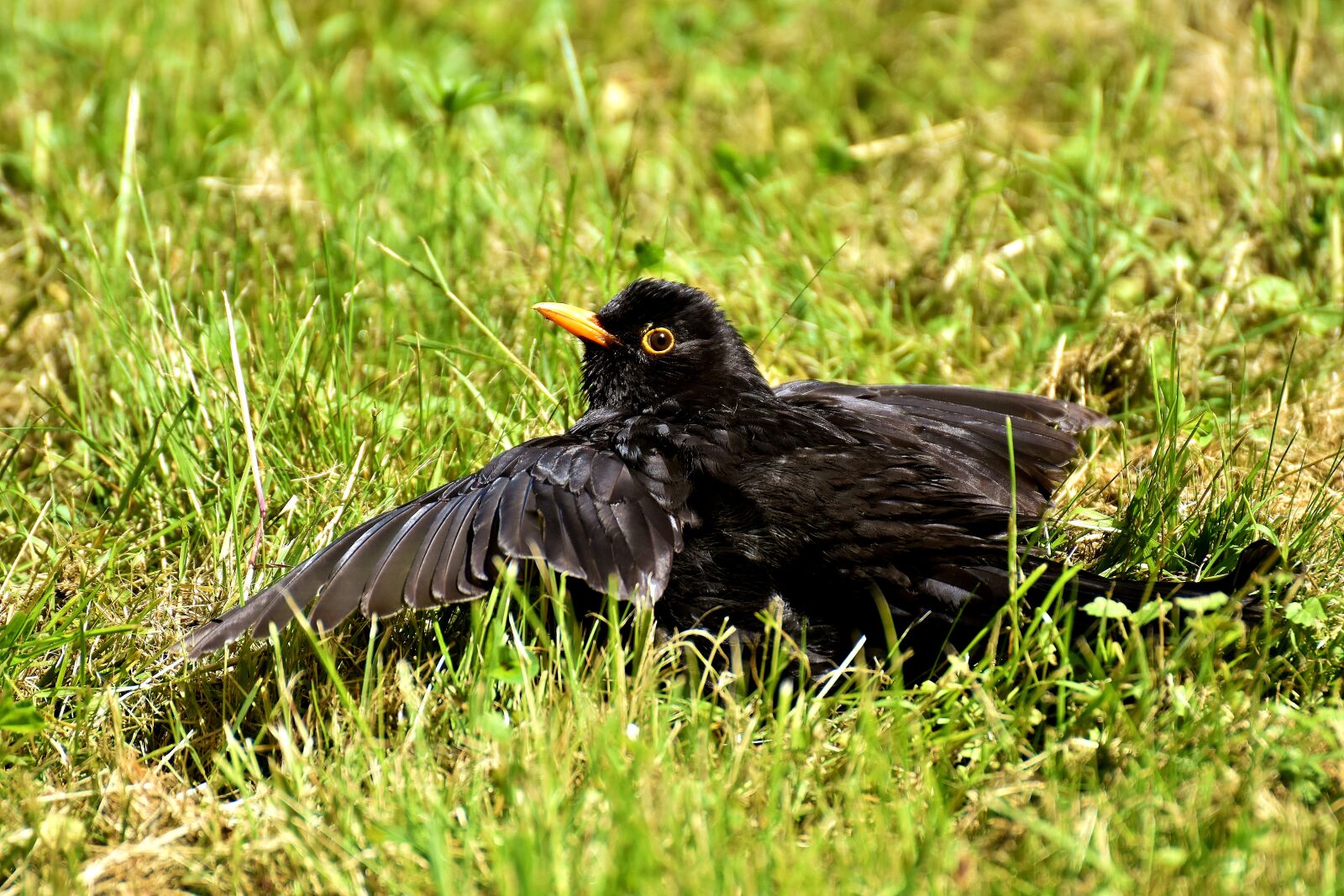 Nikon D7200 sample photo. Blackbird, bird, black photography