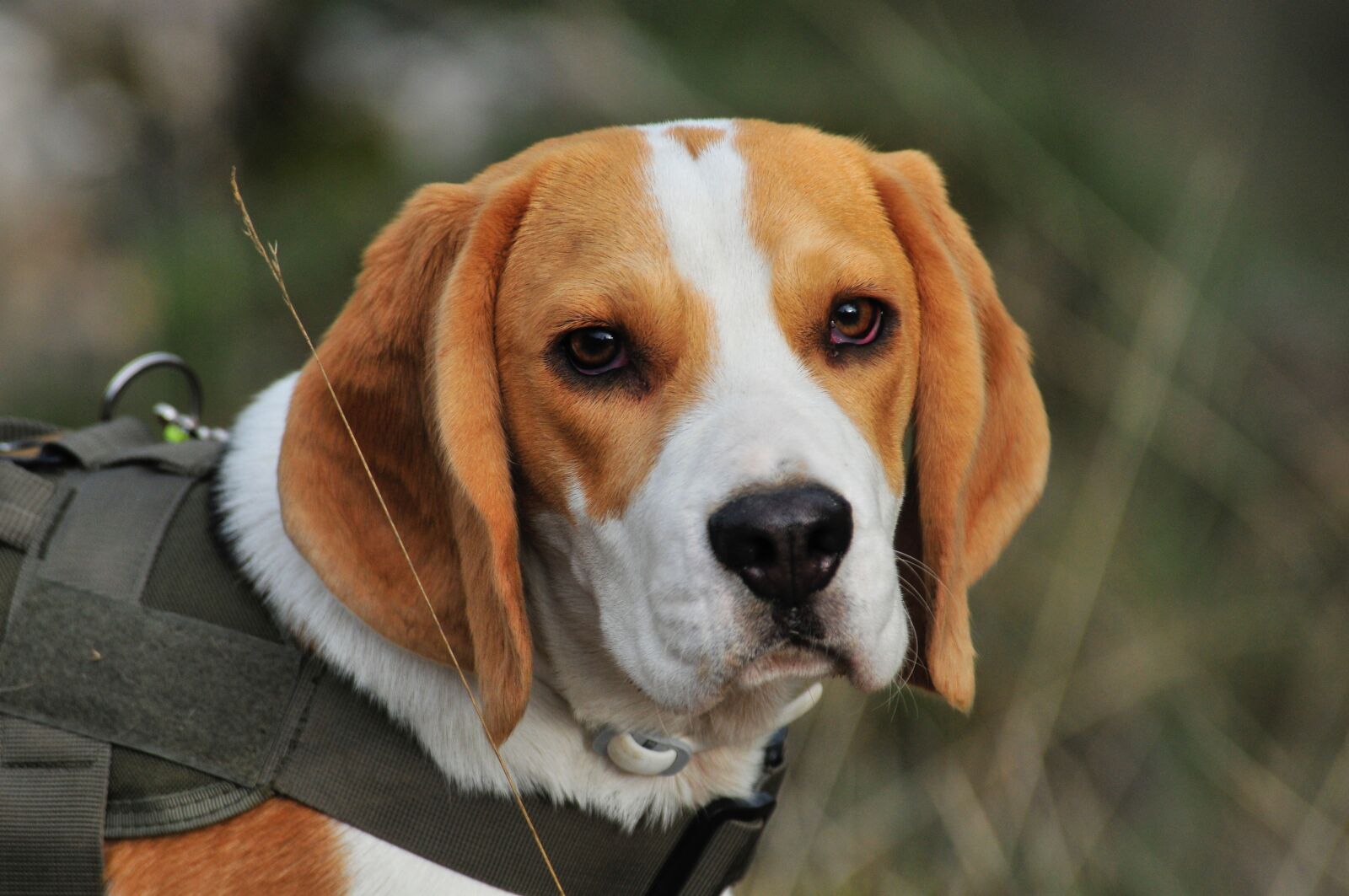 Nikon D300 sample photo. Pet, window, animals photography