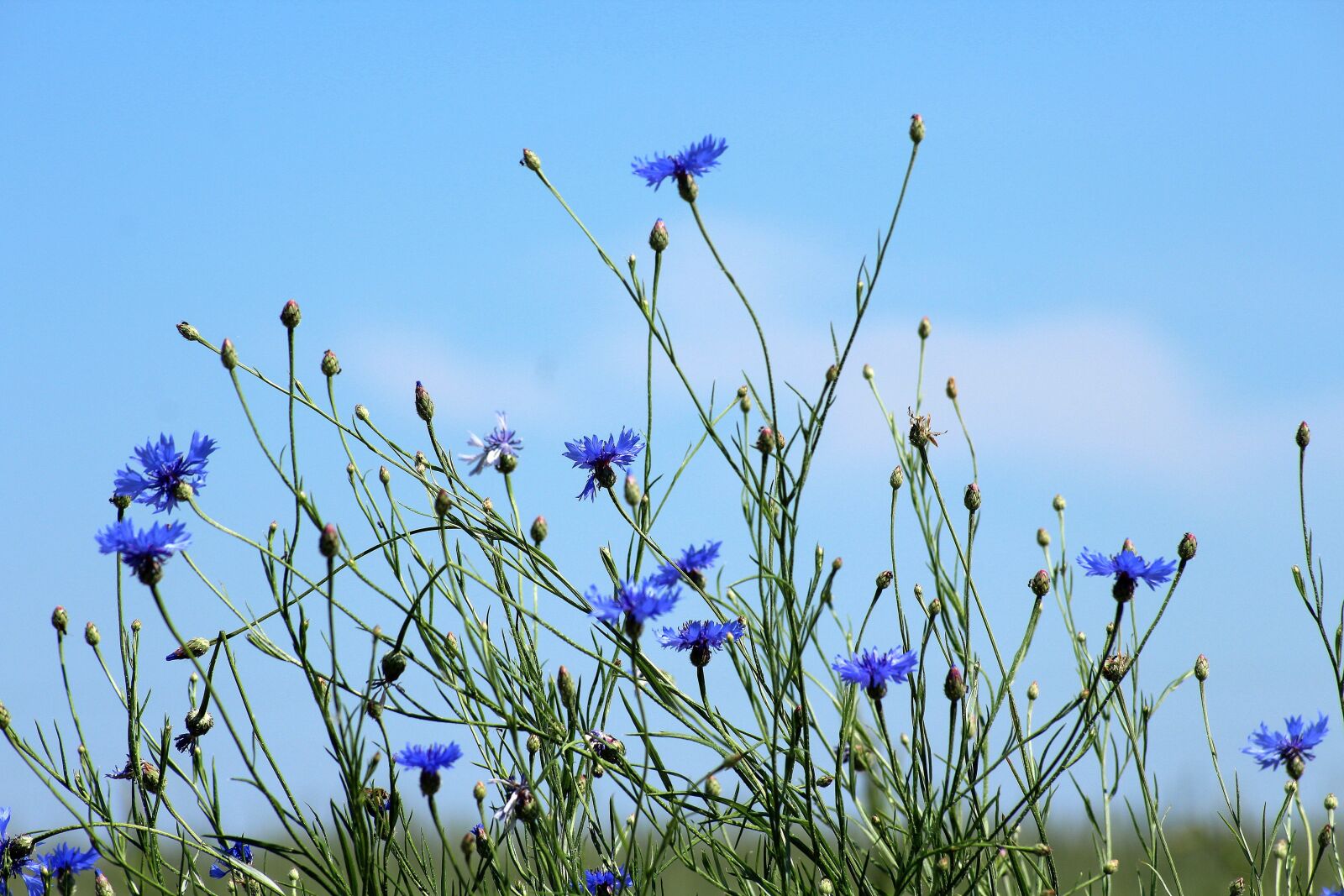 Canon EOS 1200D (EOS Rebel T5 / EOS Kiss X70 / EOS Hi) sample photo. Cornflowers, wildflowers, meadow photography