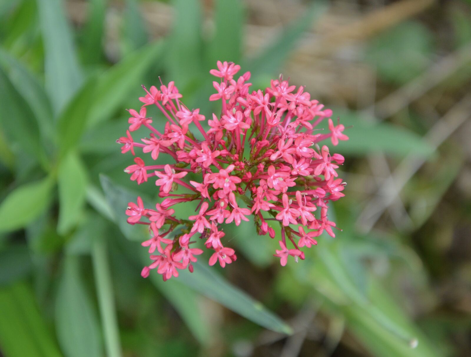 Nikon D5200 sample photo. Flower, pink, green leaves photography