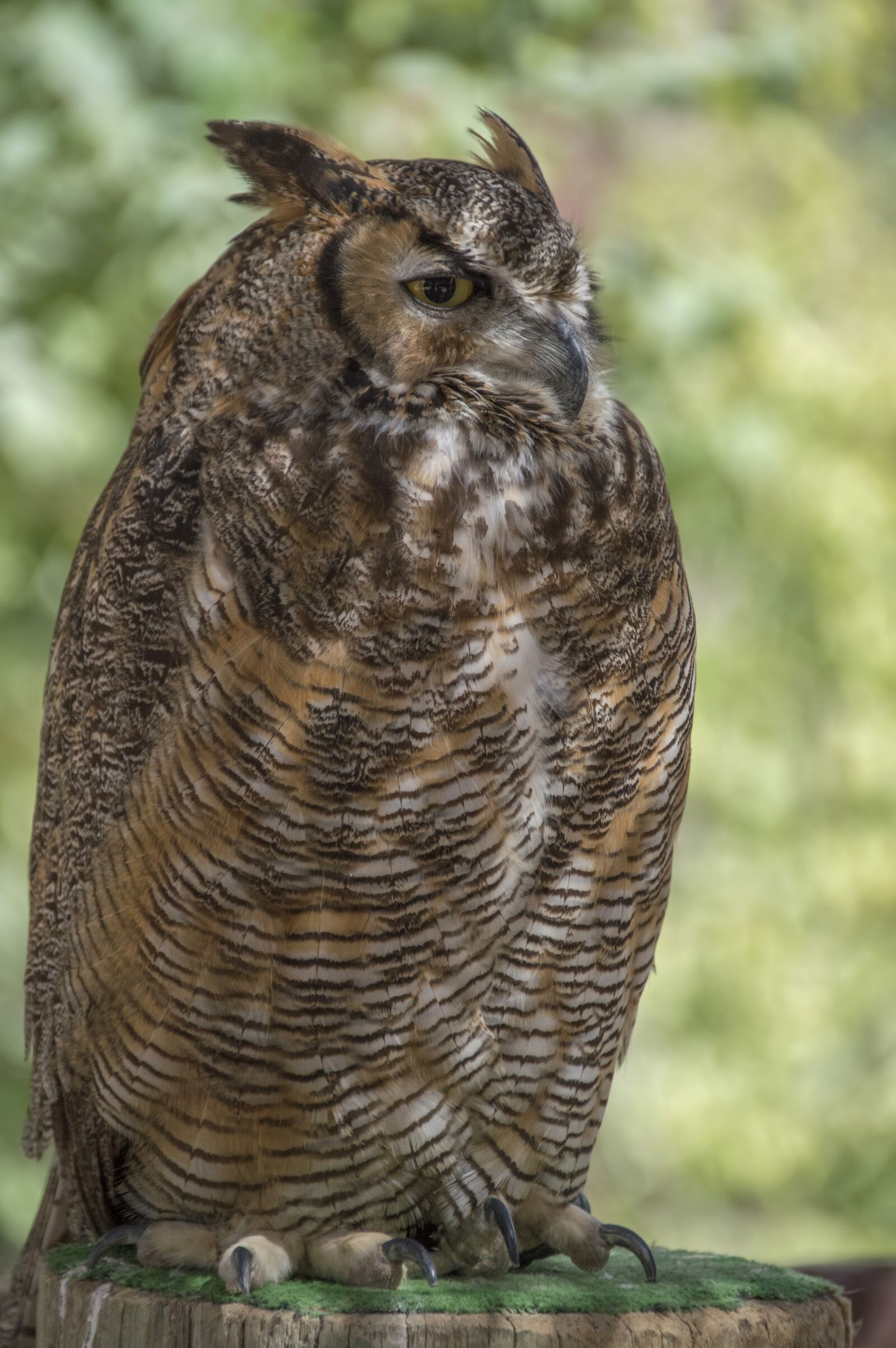 Nikon D3200 sample photo. Nature, wildlife, bird photography