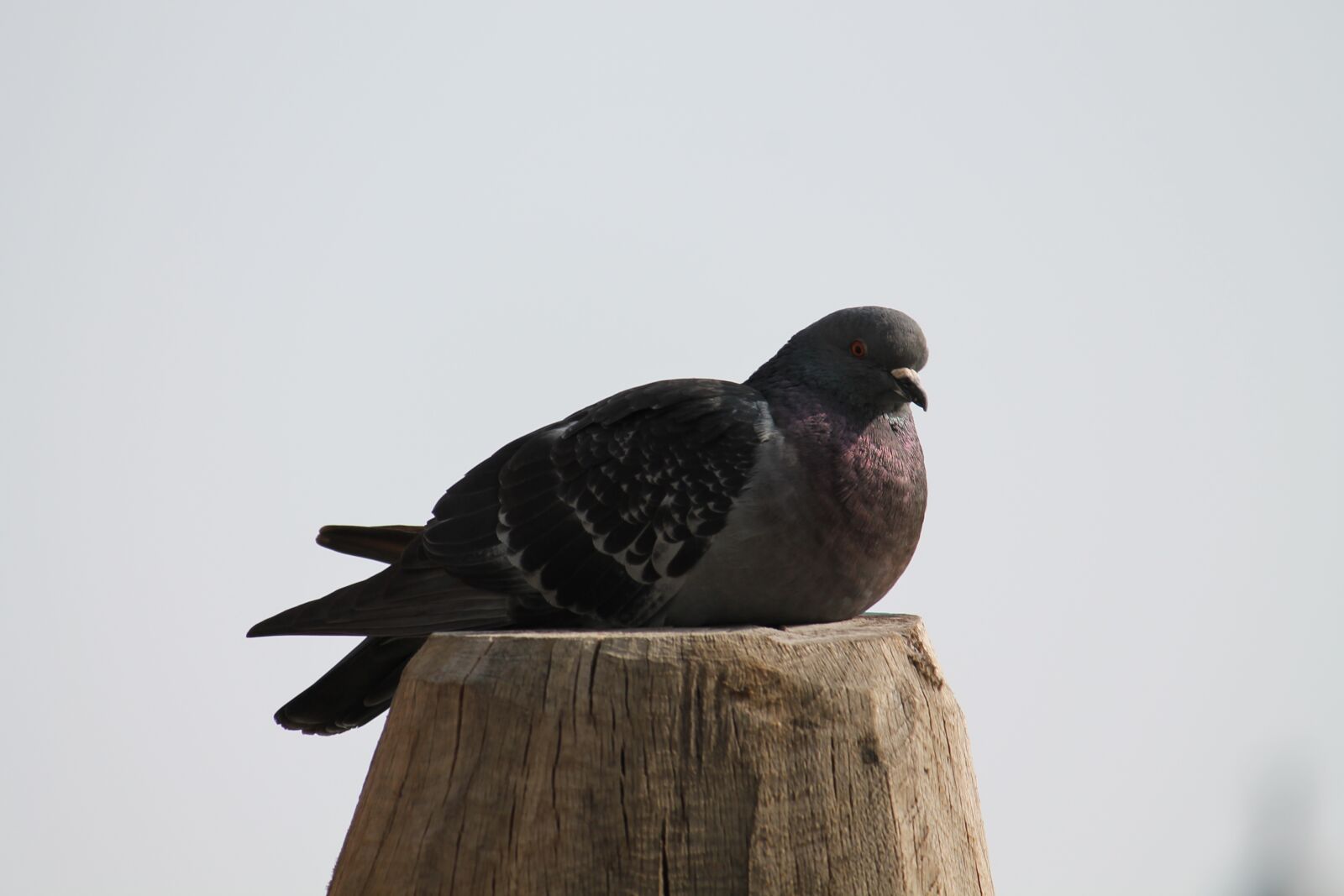 Canon EOS 1100D (EOS Rebel T3 / EOS Kiss X50) sample photo. Bird, nature, wildlife photography