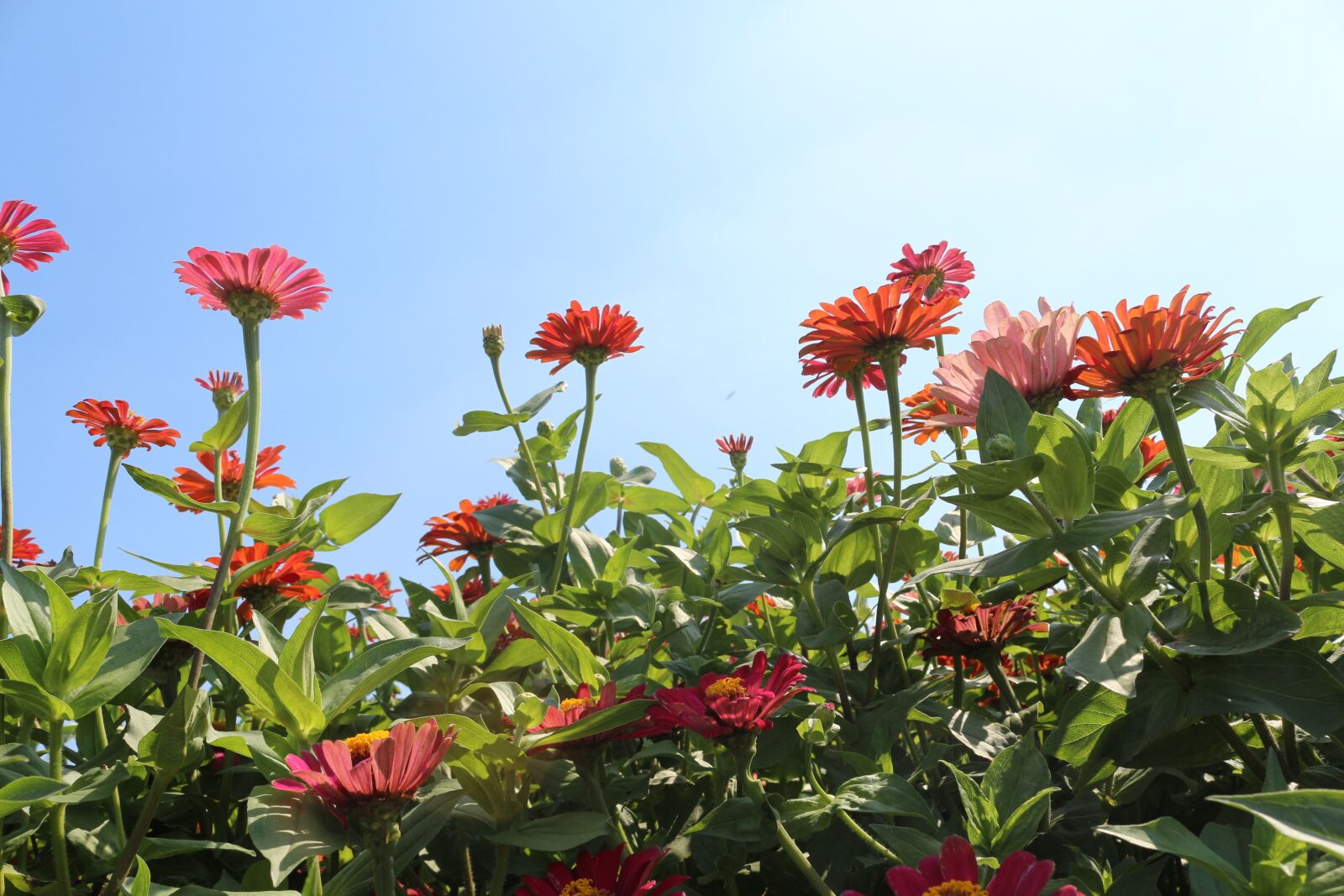 Canon EOS 650D (EOS Rebel T4i / EOS Kiss X6i) sample photo. Flowers, red, cornflower photography