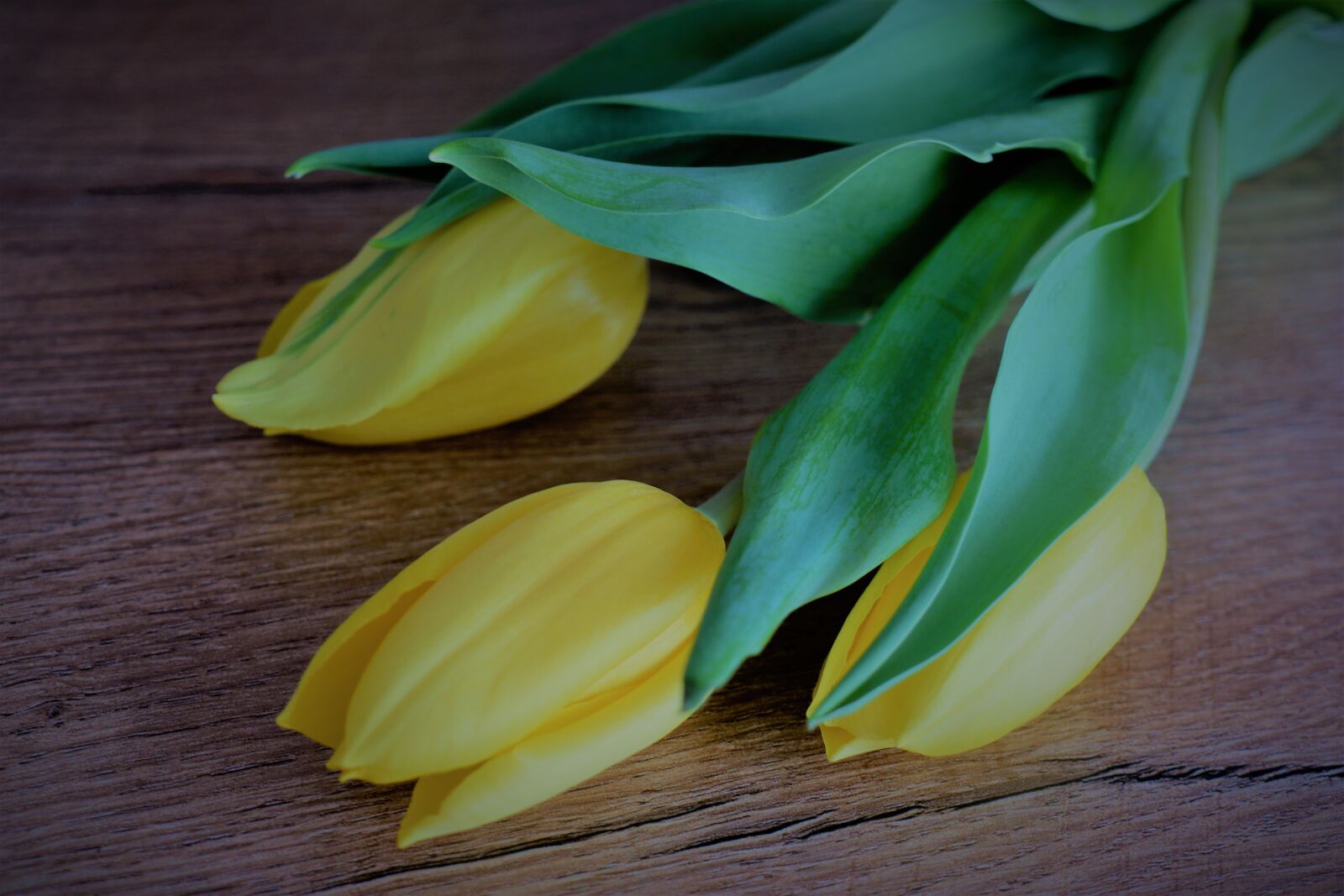 Canon EOS M6 sample photo. Tulips, flowers, spring photography