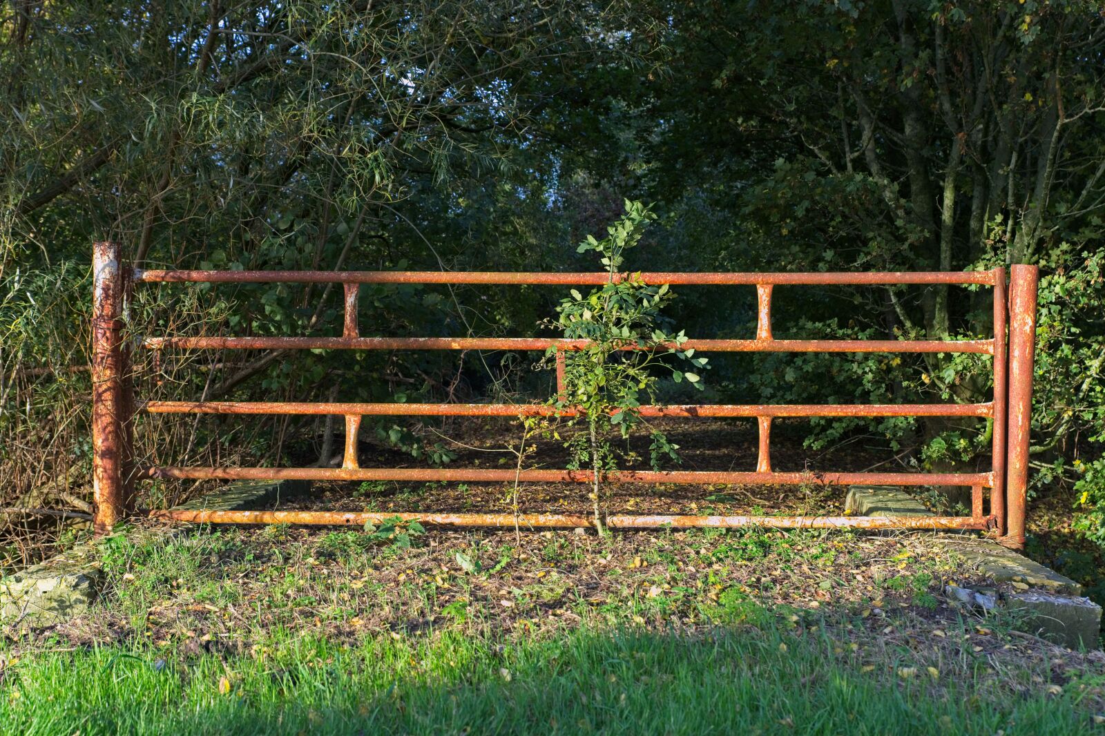 Canon EOS 6D Mark II sample photo. Fence, fencing, old photography