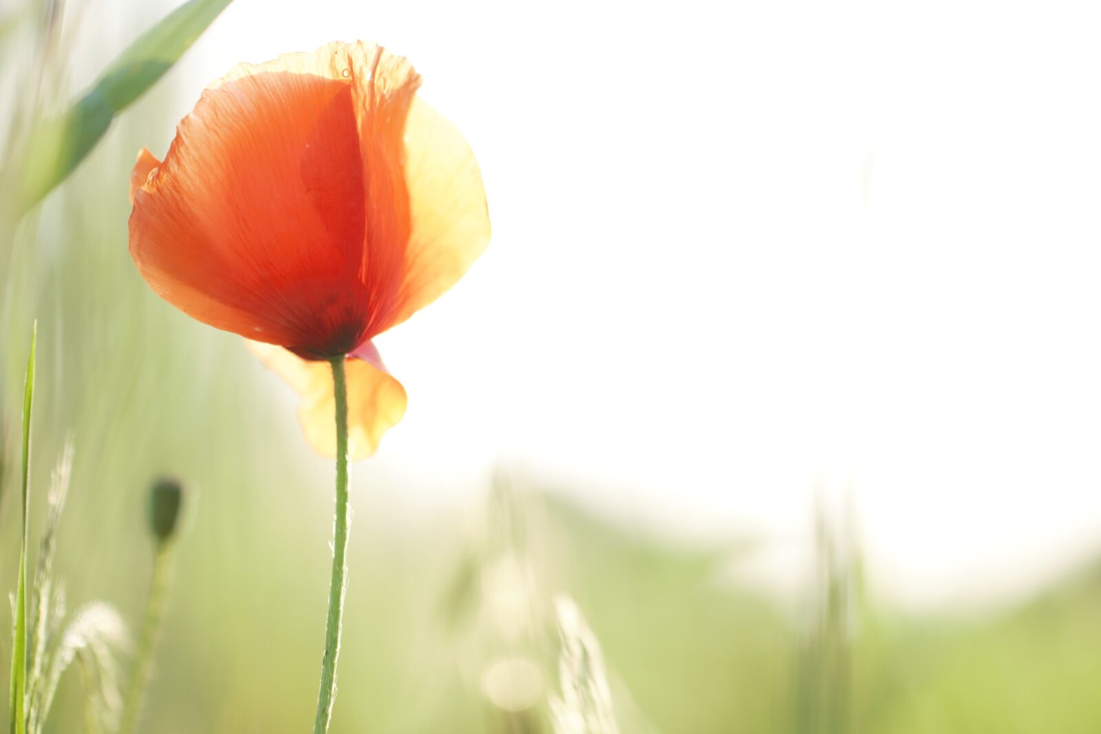 Sony ILCA-77M2 sample photo. Poppy, flower, summer photography