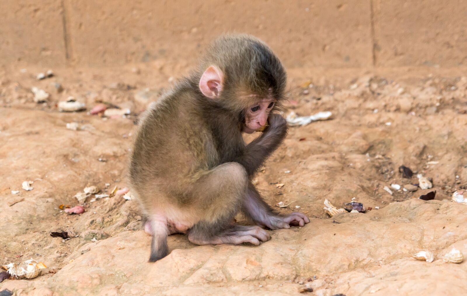Sony a7R II + Sony FE 24-240mm F3.5-6.3 OSS sample photo. Monkey, baby, animal photography