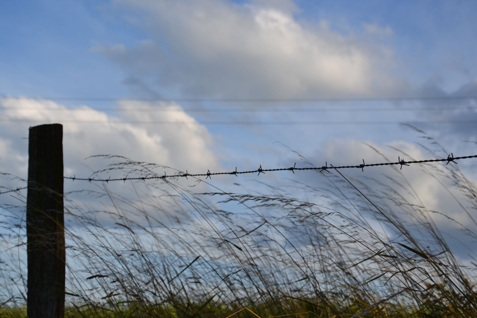 Nikon D3100 sample photo. Barbed wire, clouds, grass photography