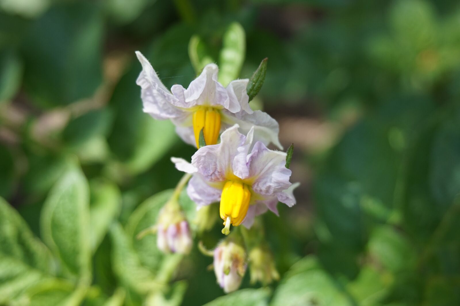 Sony E 16-50mm F3.5-5.6 PZ OSS sample photo. Flower, summer, nature photography