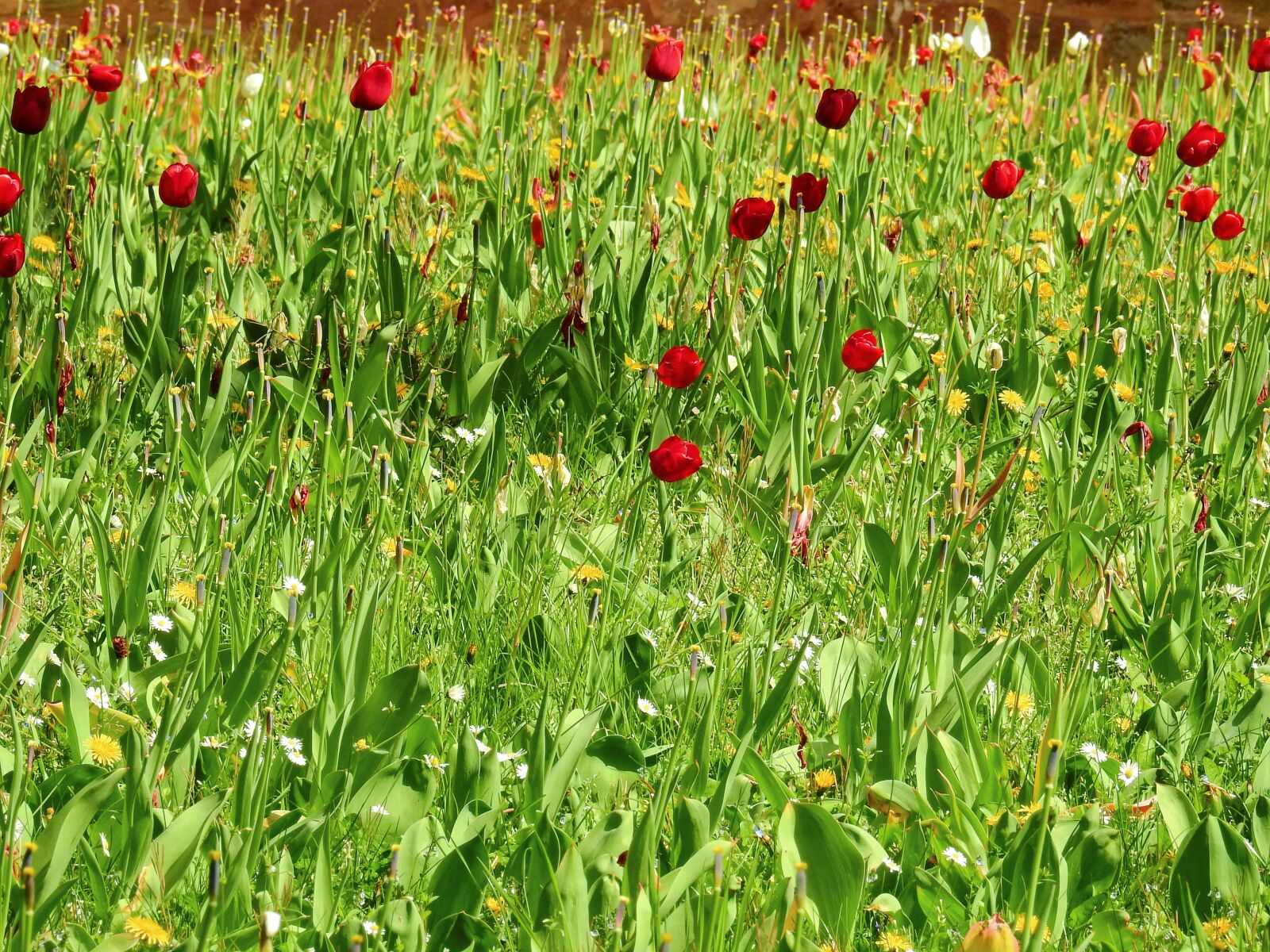 Nikon Coolpix P900 sample photo. Grass, meadow, flowers photography